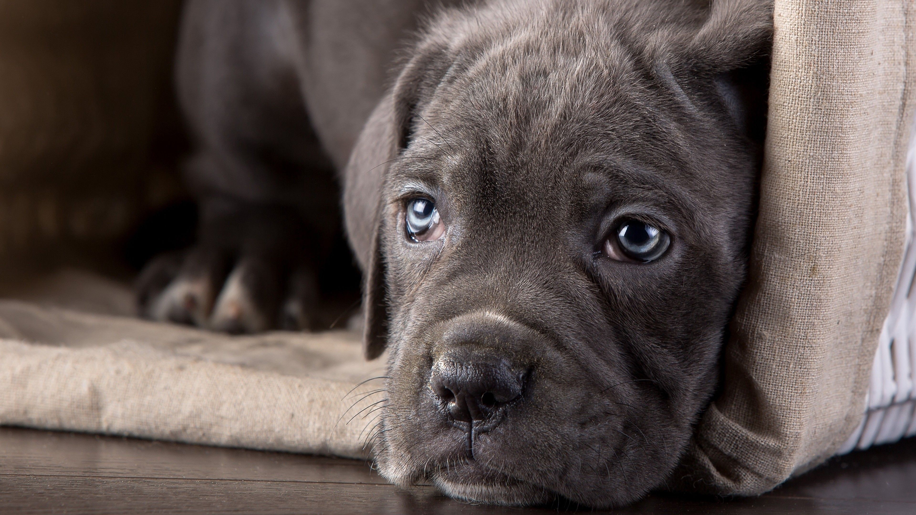 Cane Corso Wallpapers - Wallpaper Cave