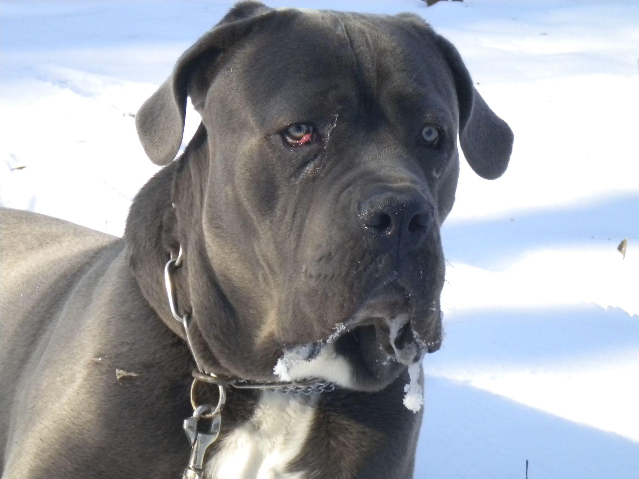 Cane Corso wallpaperx1536