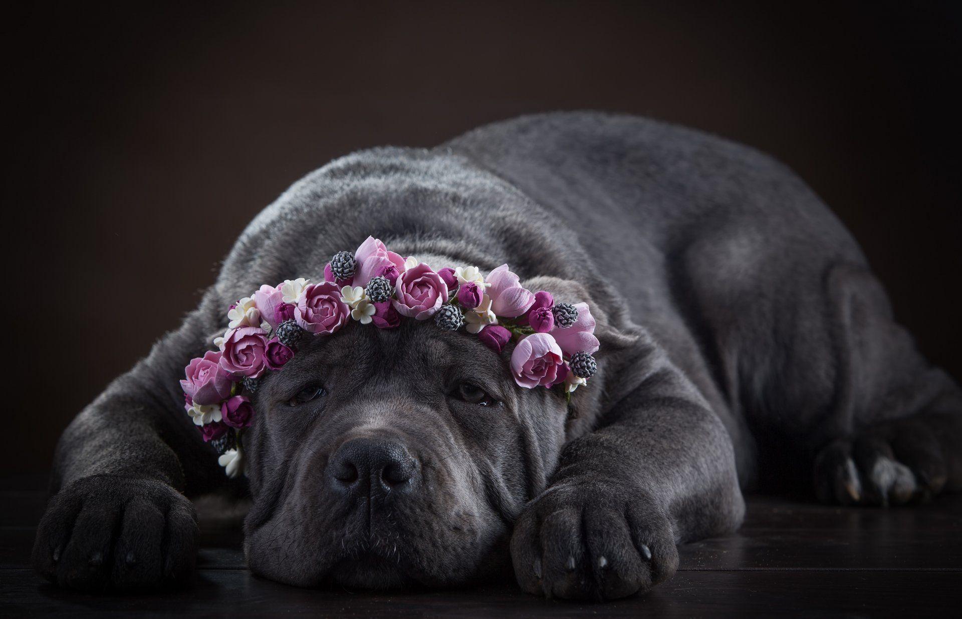 cane corso dog face wreath flower HD wallpaper