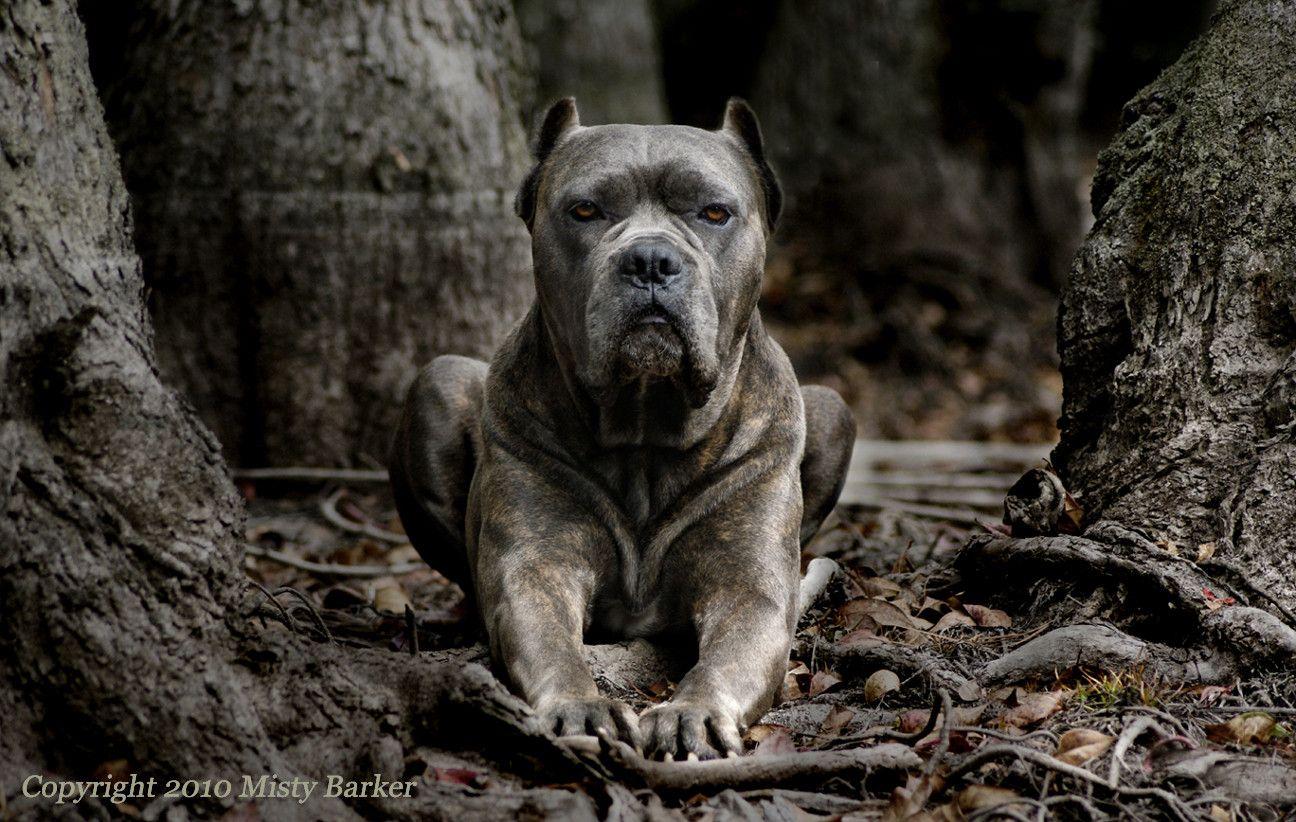 Cane Corso Wallpapers - Wallpaper Cave