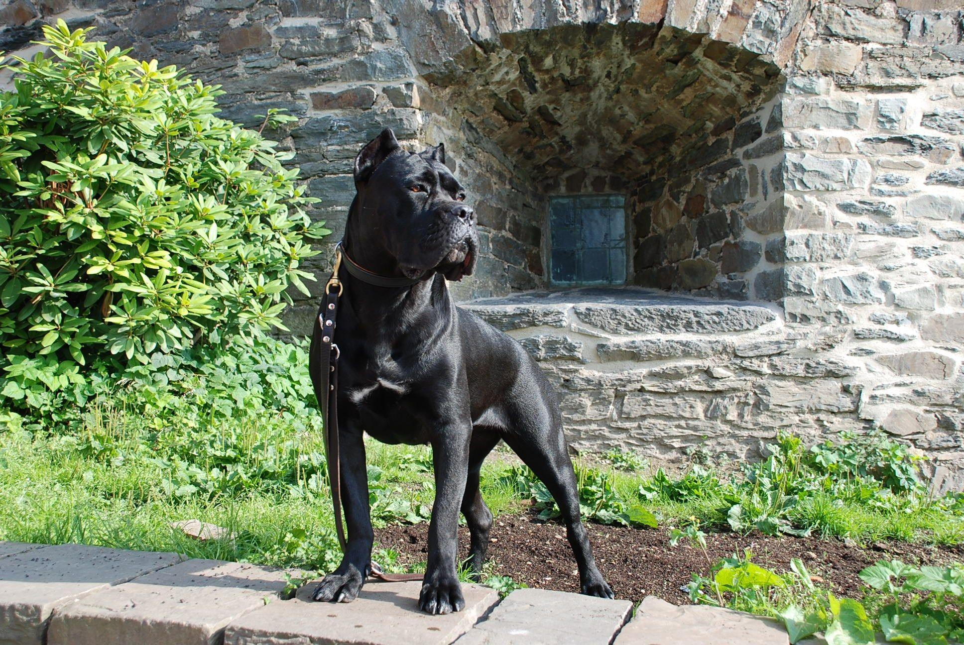cane corso wallpaper and background