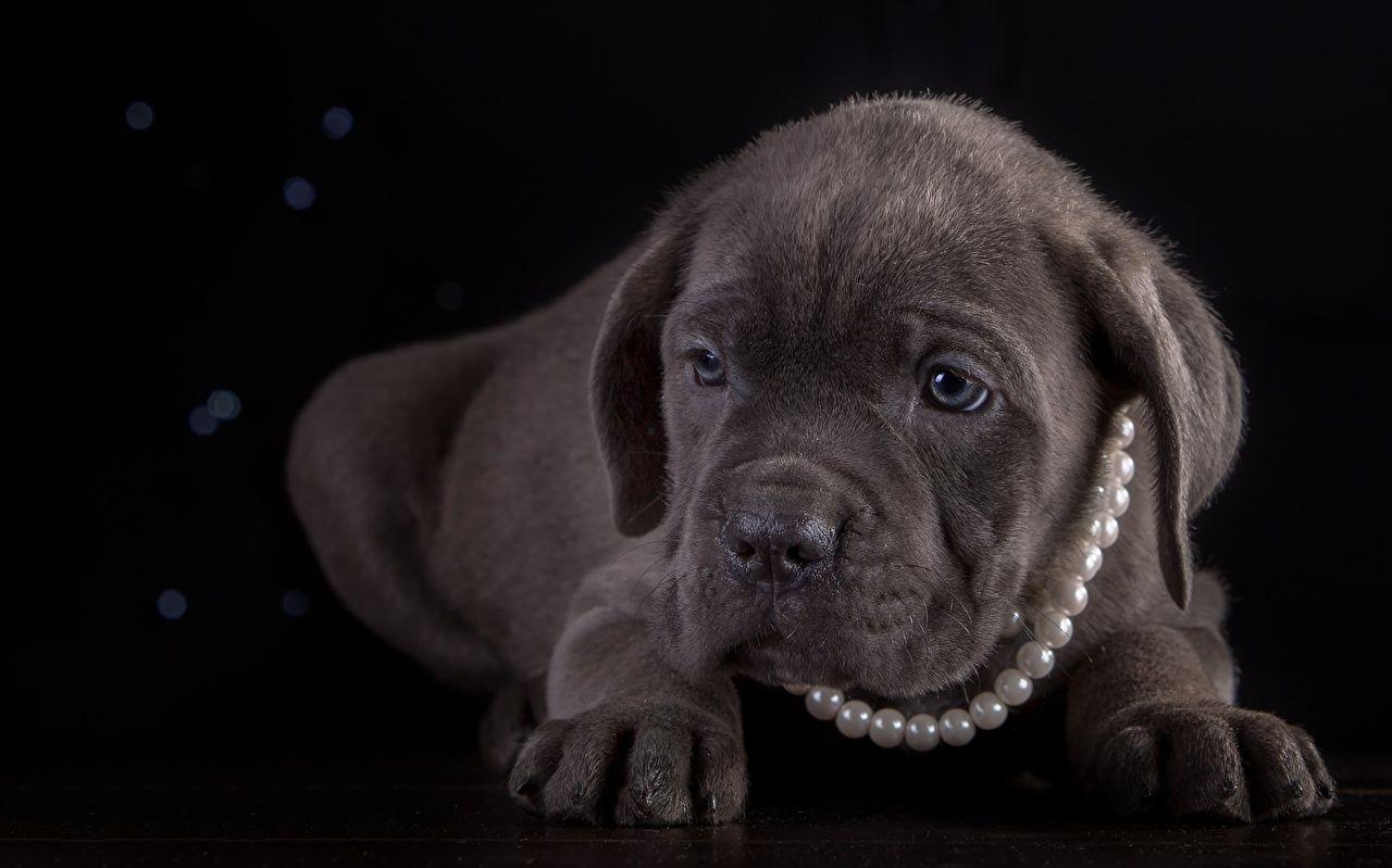 Puppy Cane Corso Dogs Pearl Paws Animals Black background