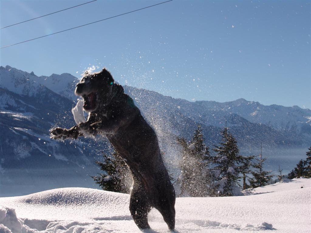 cane corso snow corso den. Dog