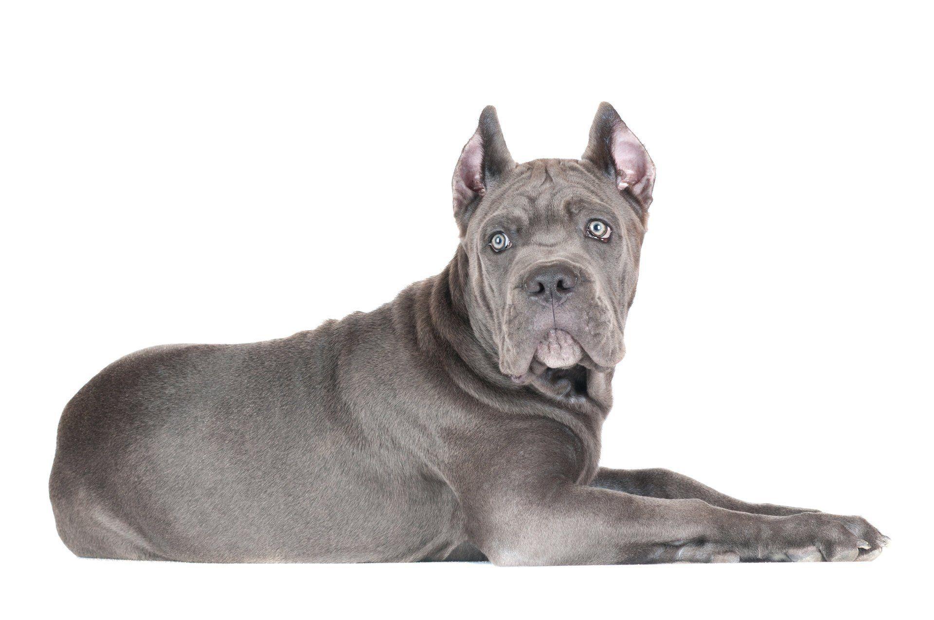 Cane Corso Wallpapers - Wallpaper Cave