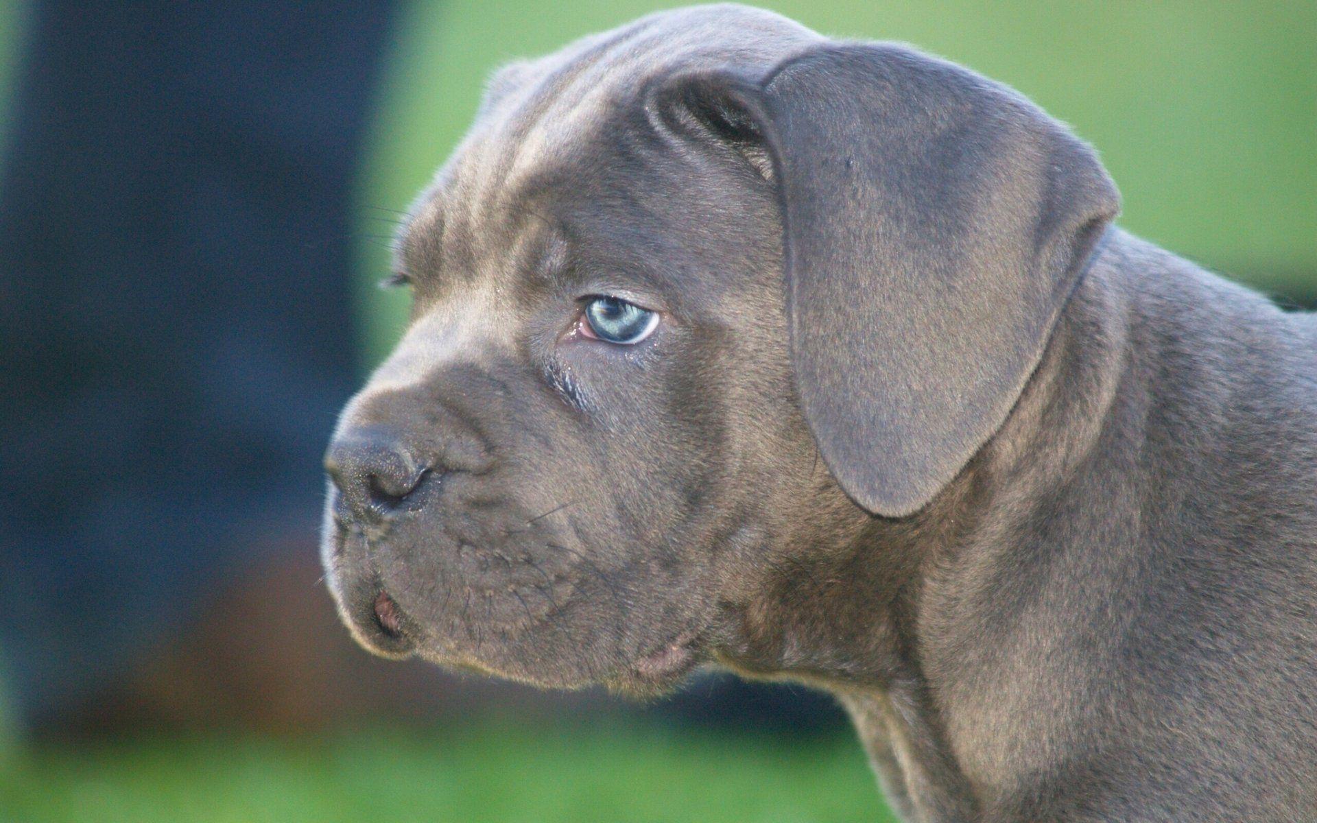 cane corso dog puppy face HD wallpaper