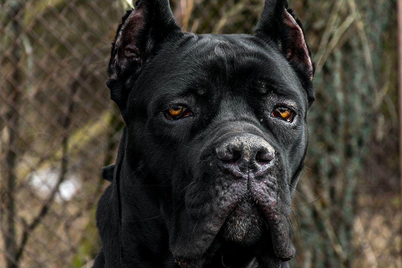 Cane Corso Dogs Black Snout Animals 1ZOOM