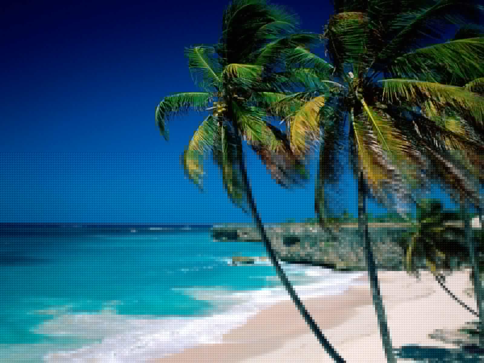 Wallpaper Coconut Beach Trees Antigua And Barbuda 2880x1800