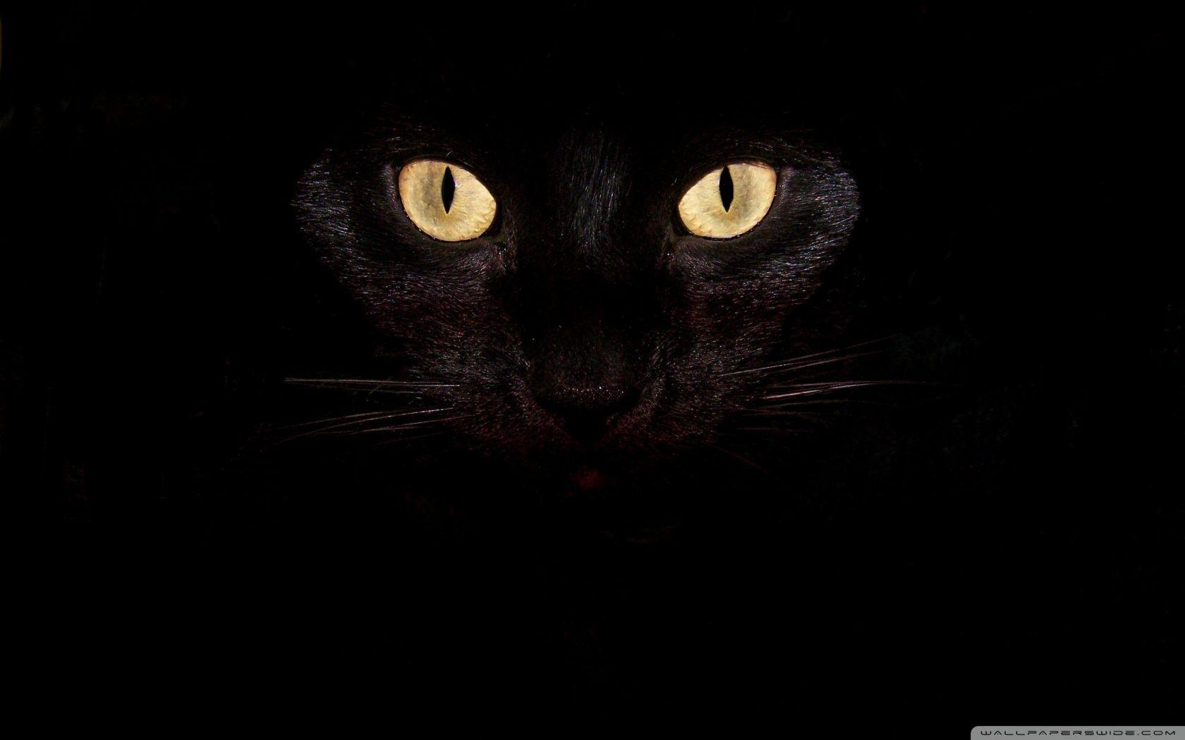Black Cat Eyes HD desktop wallpaper, High Definition, Fullscreen