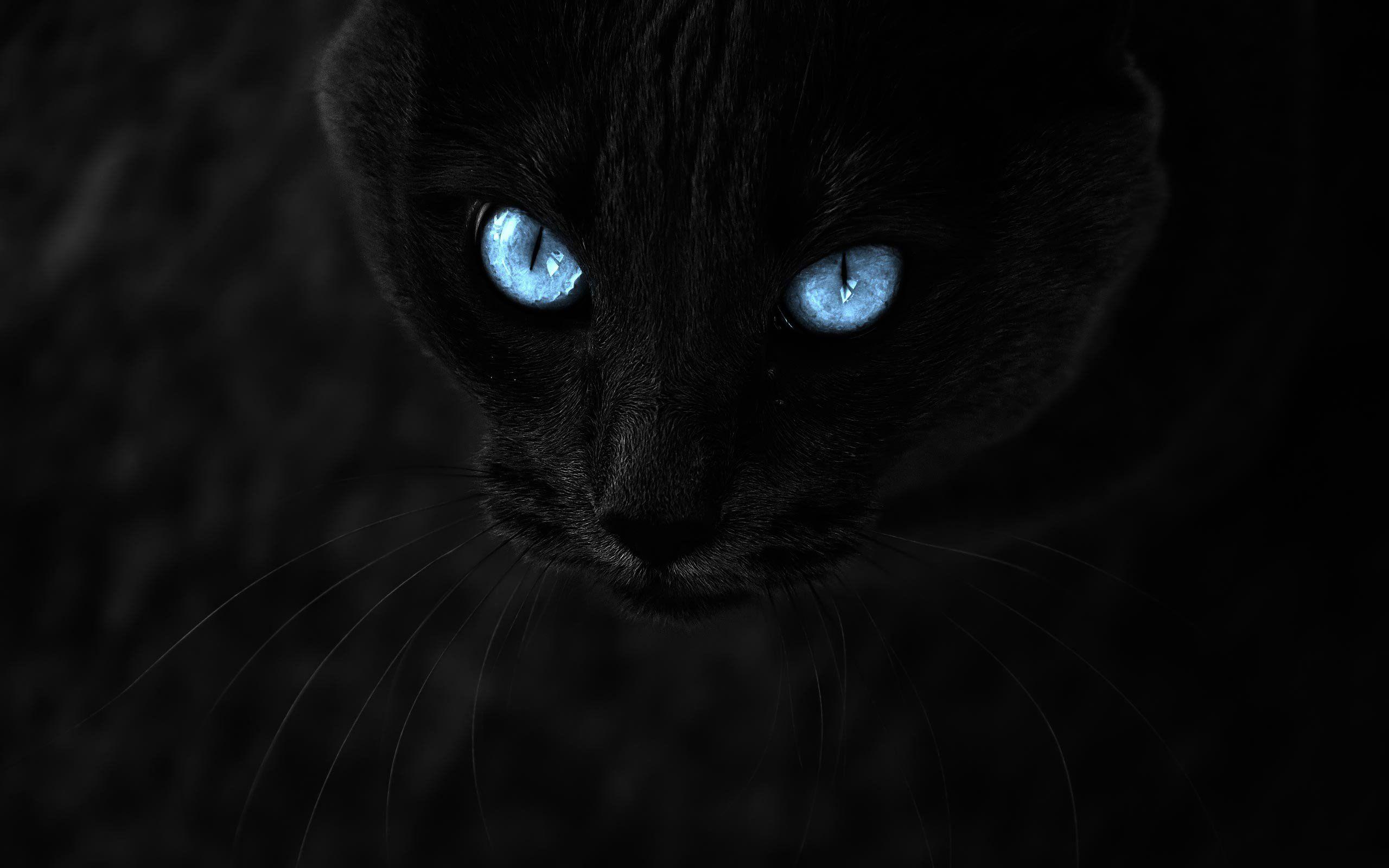 Black Cat With Blue Eyes 871579