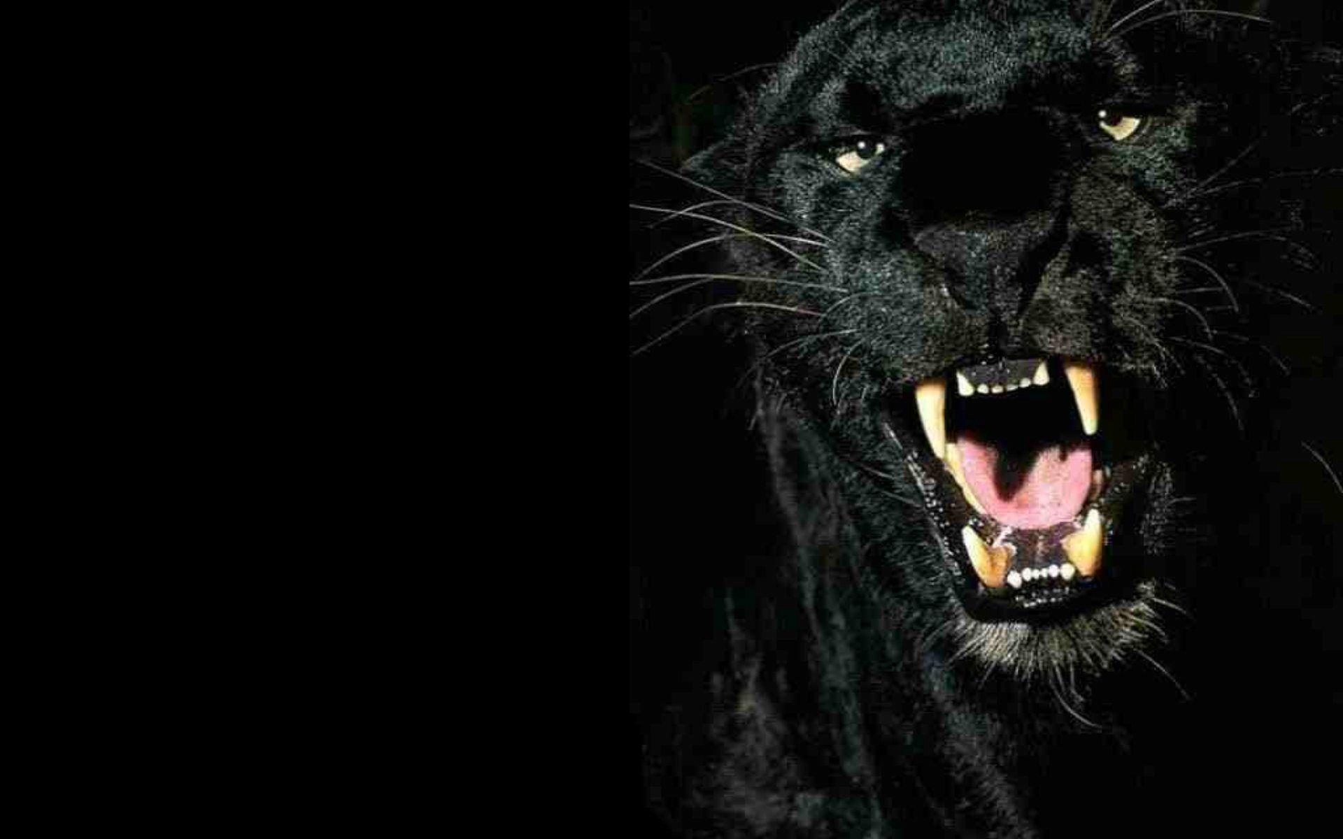Black Panther Full HD Quality Image, Black Panther Wallpaper