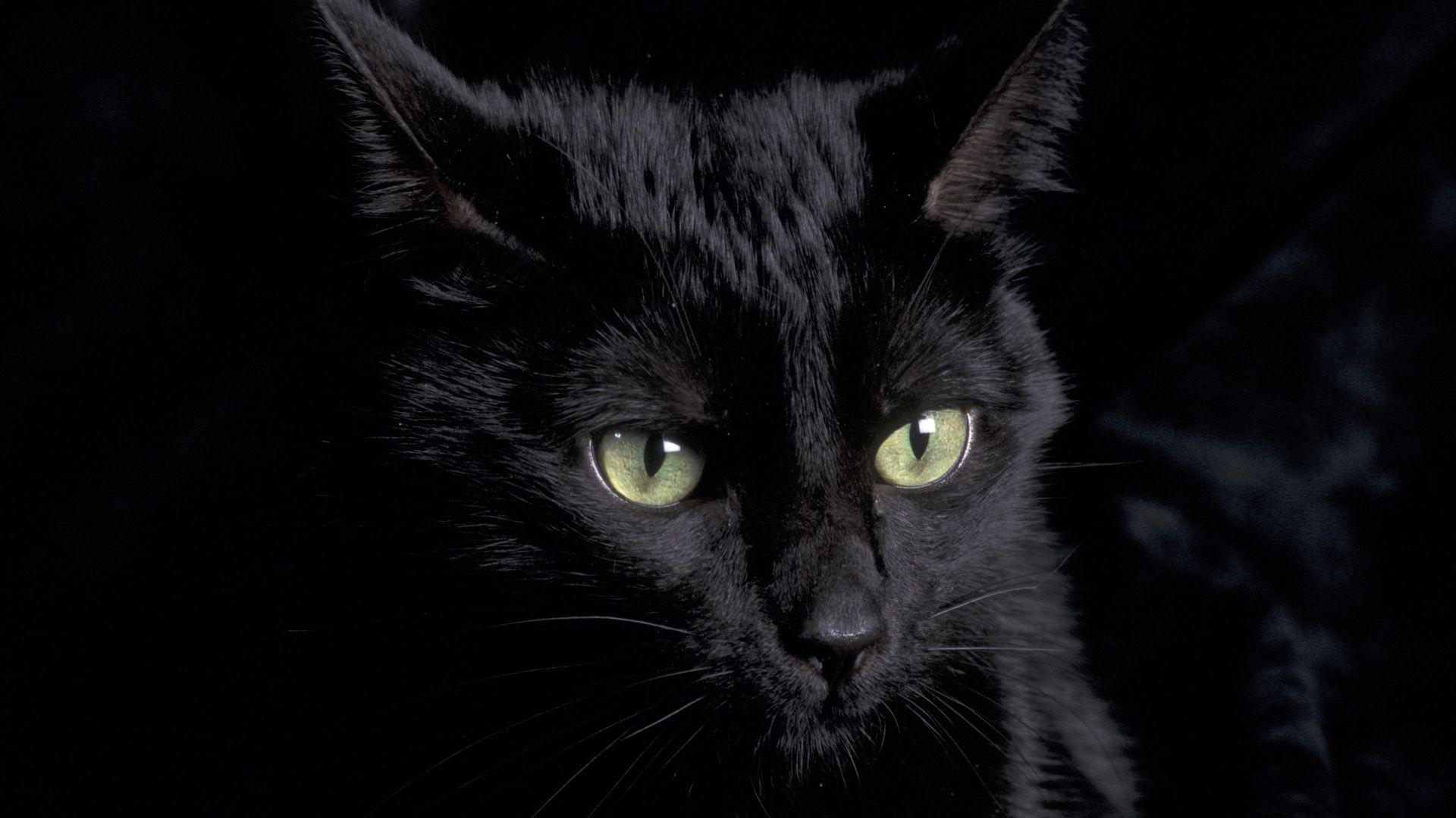 Black Cat Desktop Wallpaper