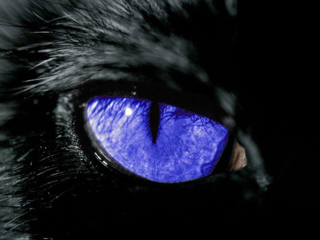 cat blue eyes wallpaper