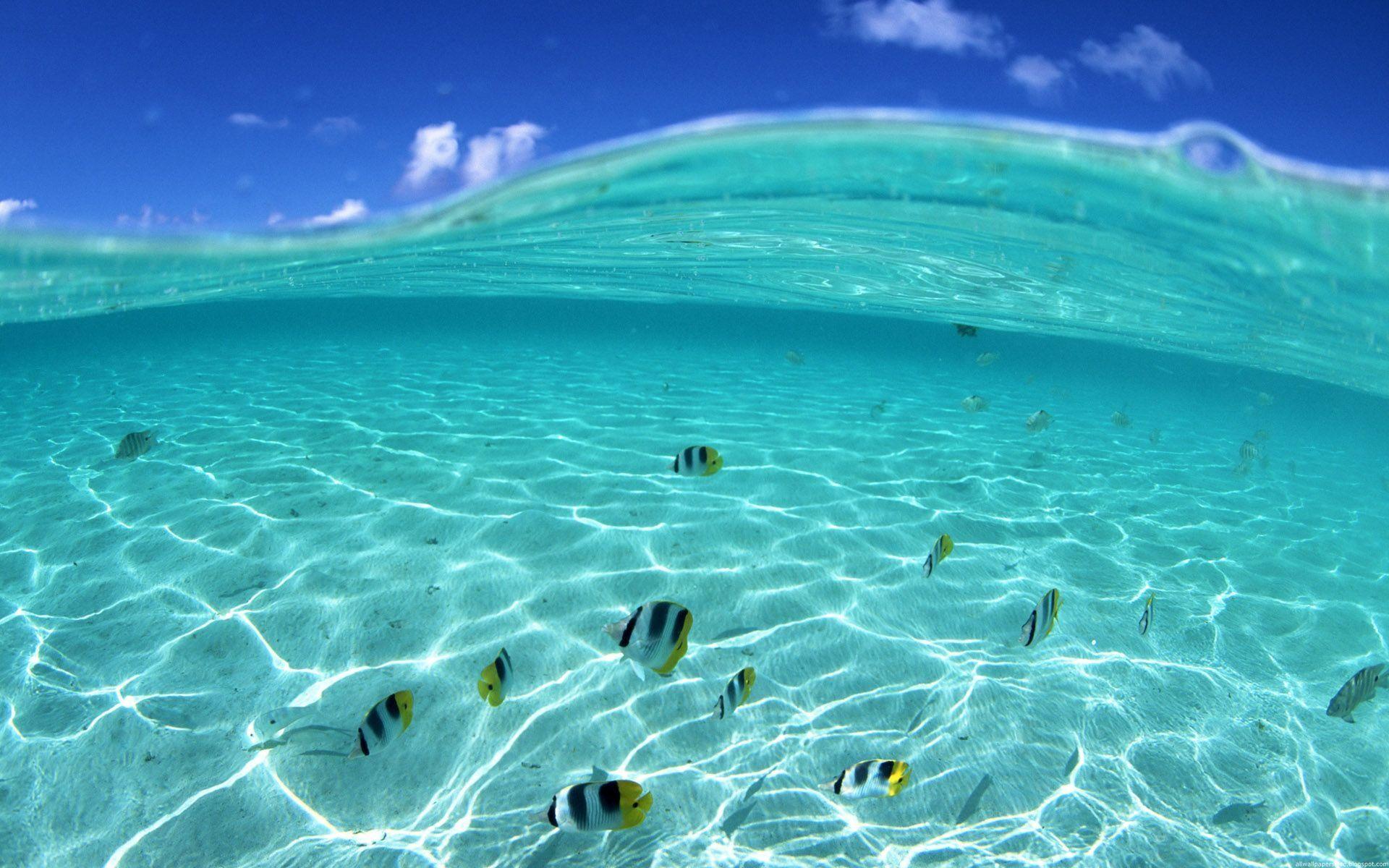Wallpaper sea, water, bottom, fish, sky desktop wallpaper Nature