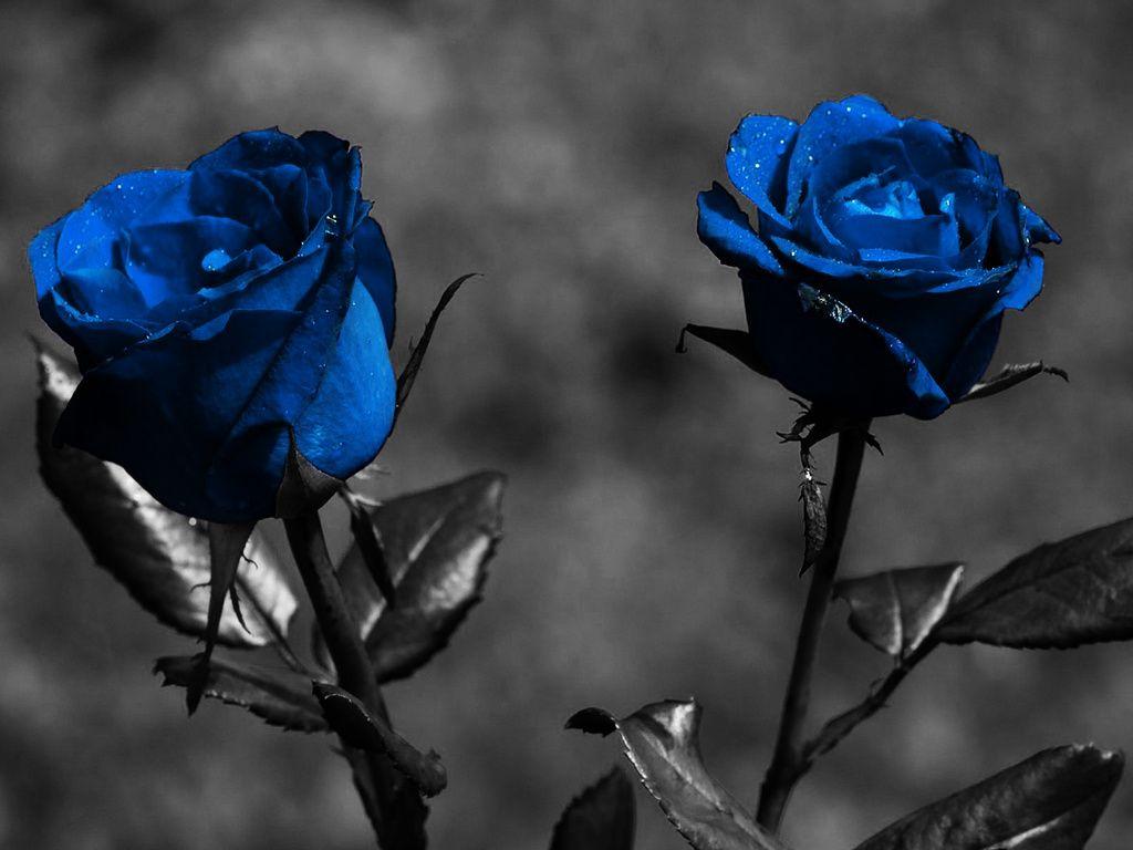 dark flowers. Very Close Blue Rose Flower Wallpaper