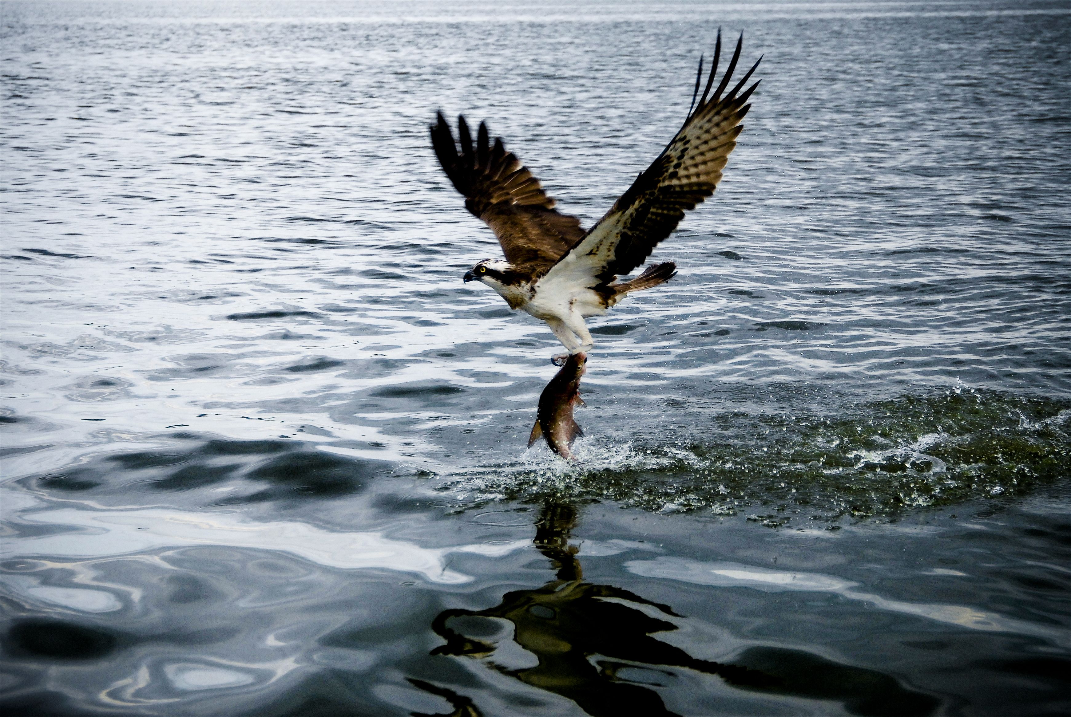 Osprey Wallpapers - Wallpaper Cave