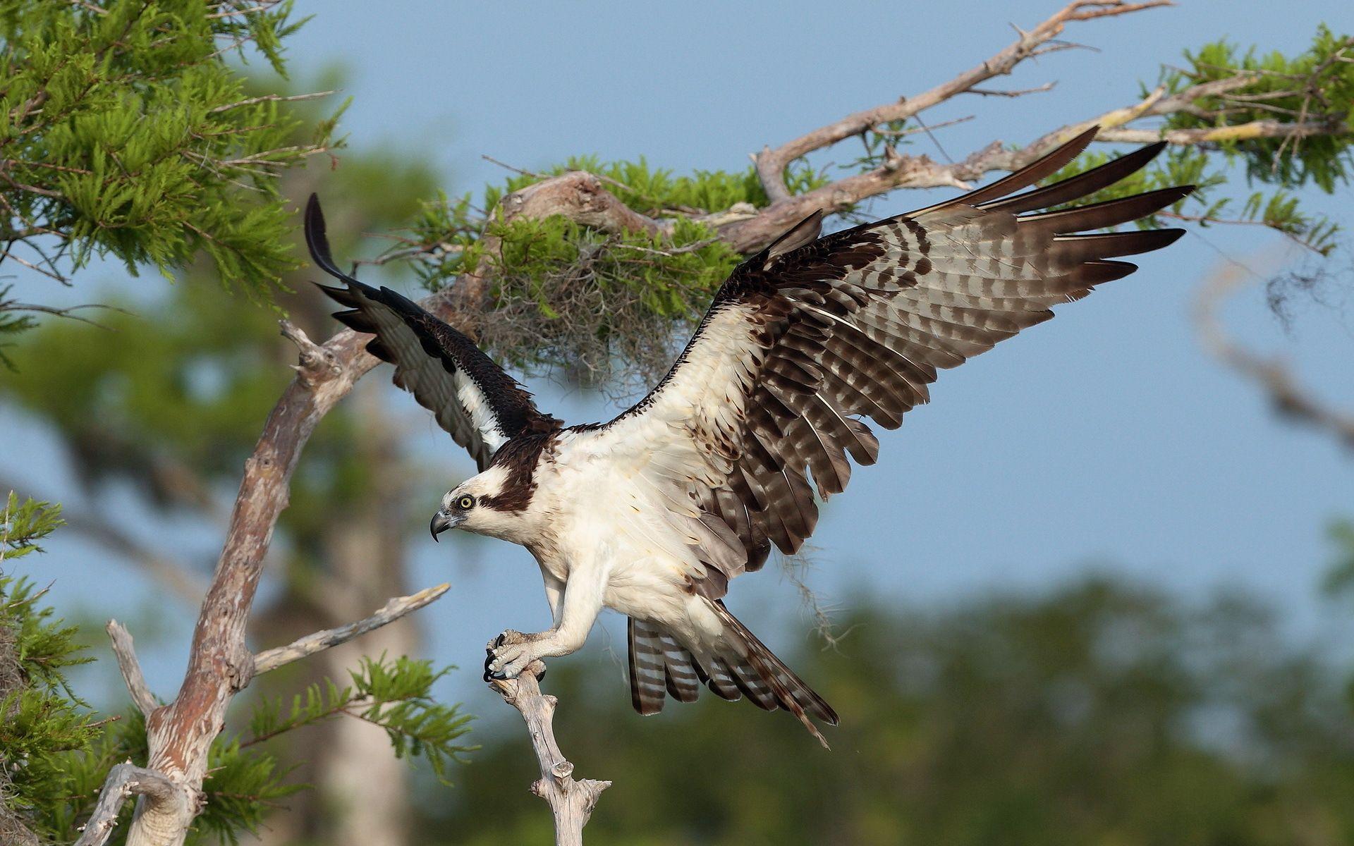 Osprey HD Wallpaper