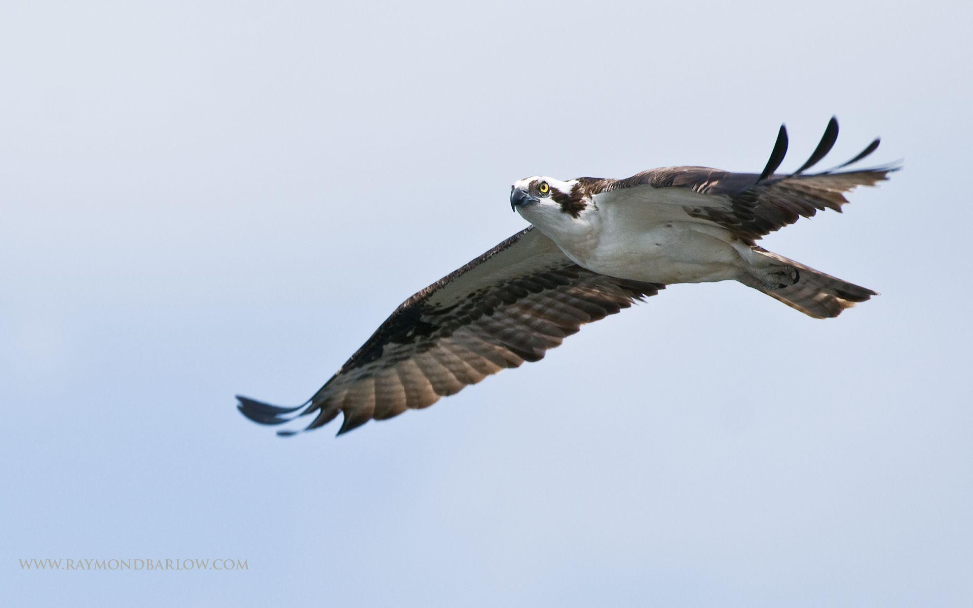 Osprey Wallpapers - Wallpaper Cave