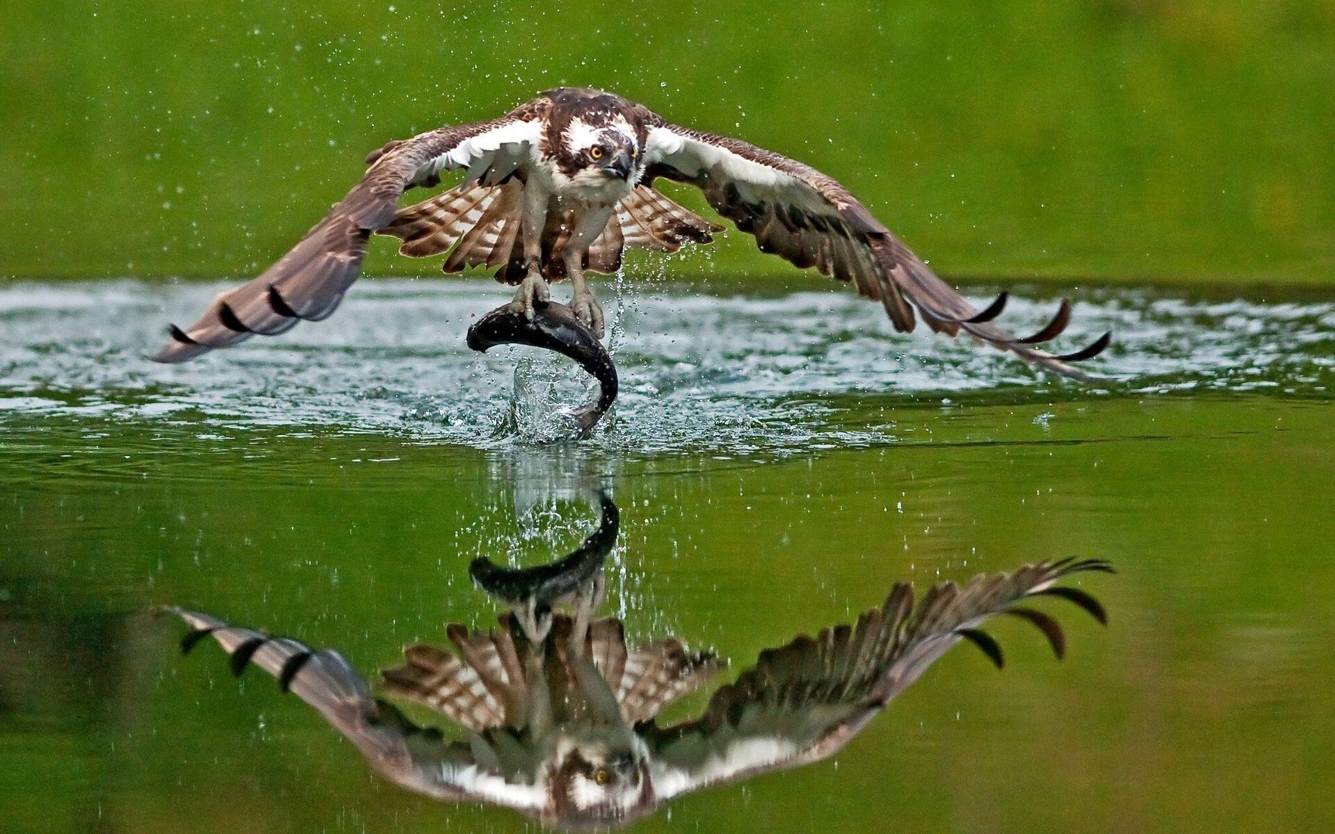 osprey download