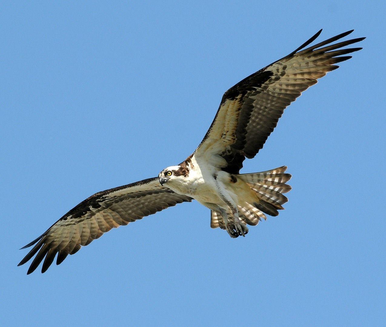 Osprey Wallpapers - Wallpaper Cave