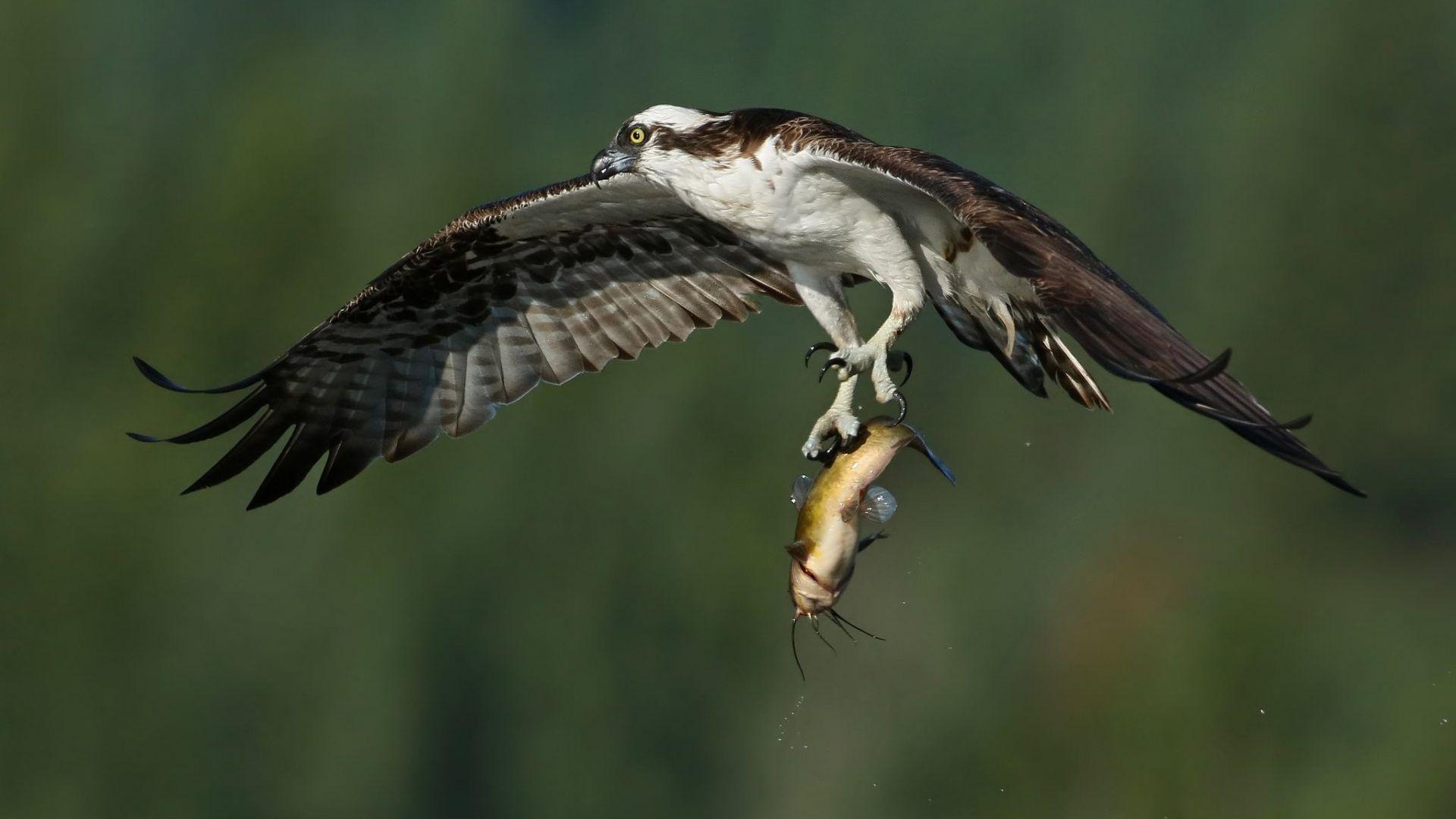 Osprey Tag wallpaper: Fishing Off Predator Fish Bird Takeoff