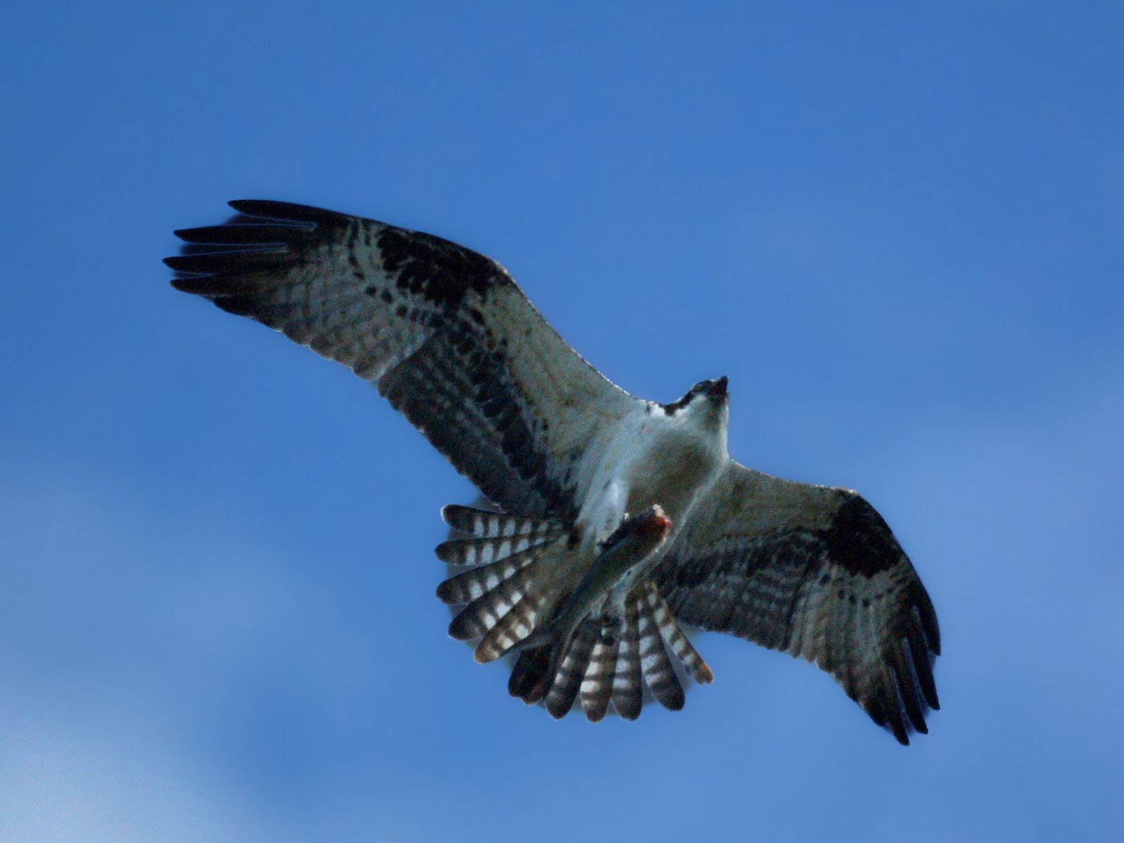 Osprey Wallpapers - Wallpaper Cave