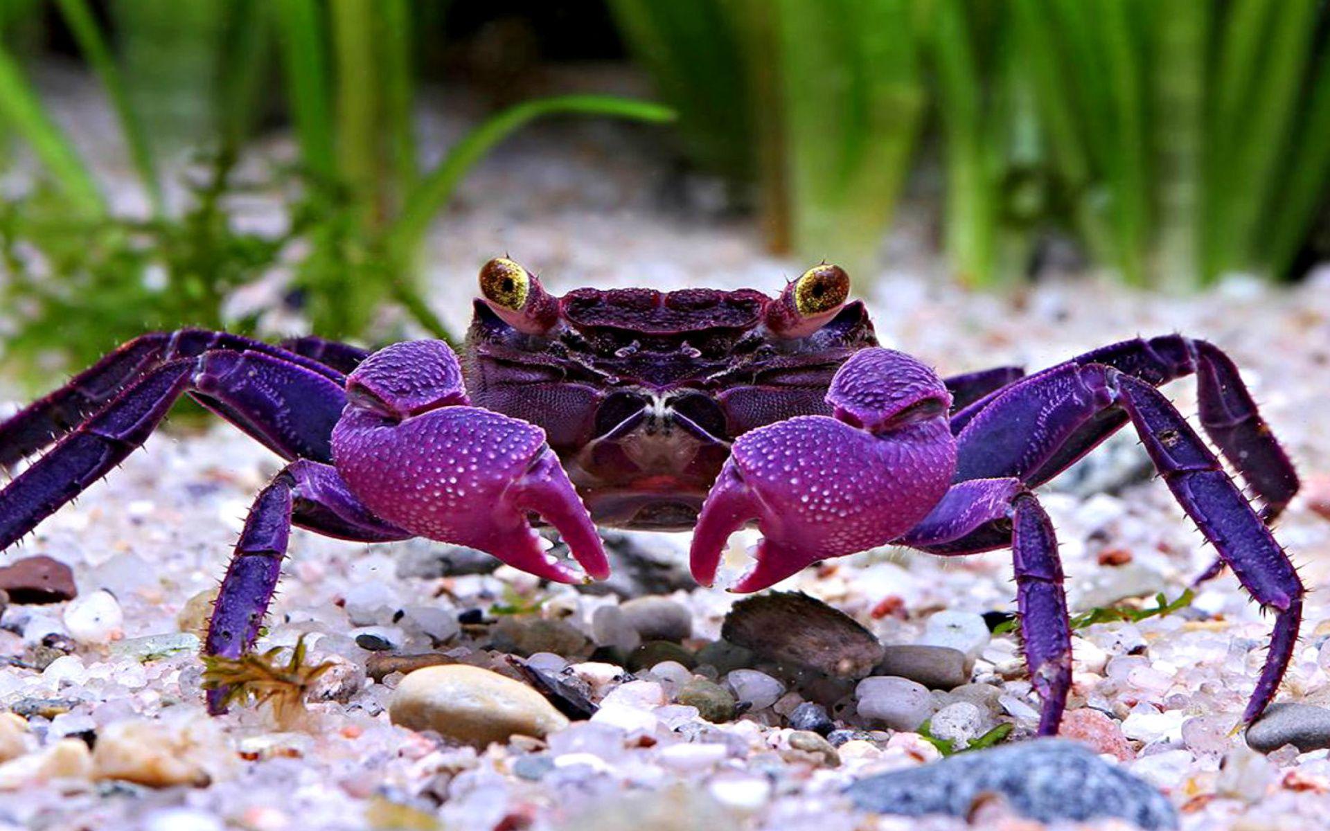 Crab Wallpaper, Top HD Crab Pics, #XI 100% Quality HD