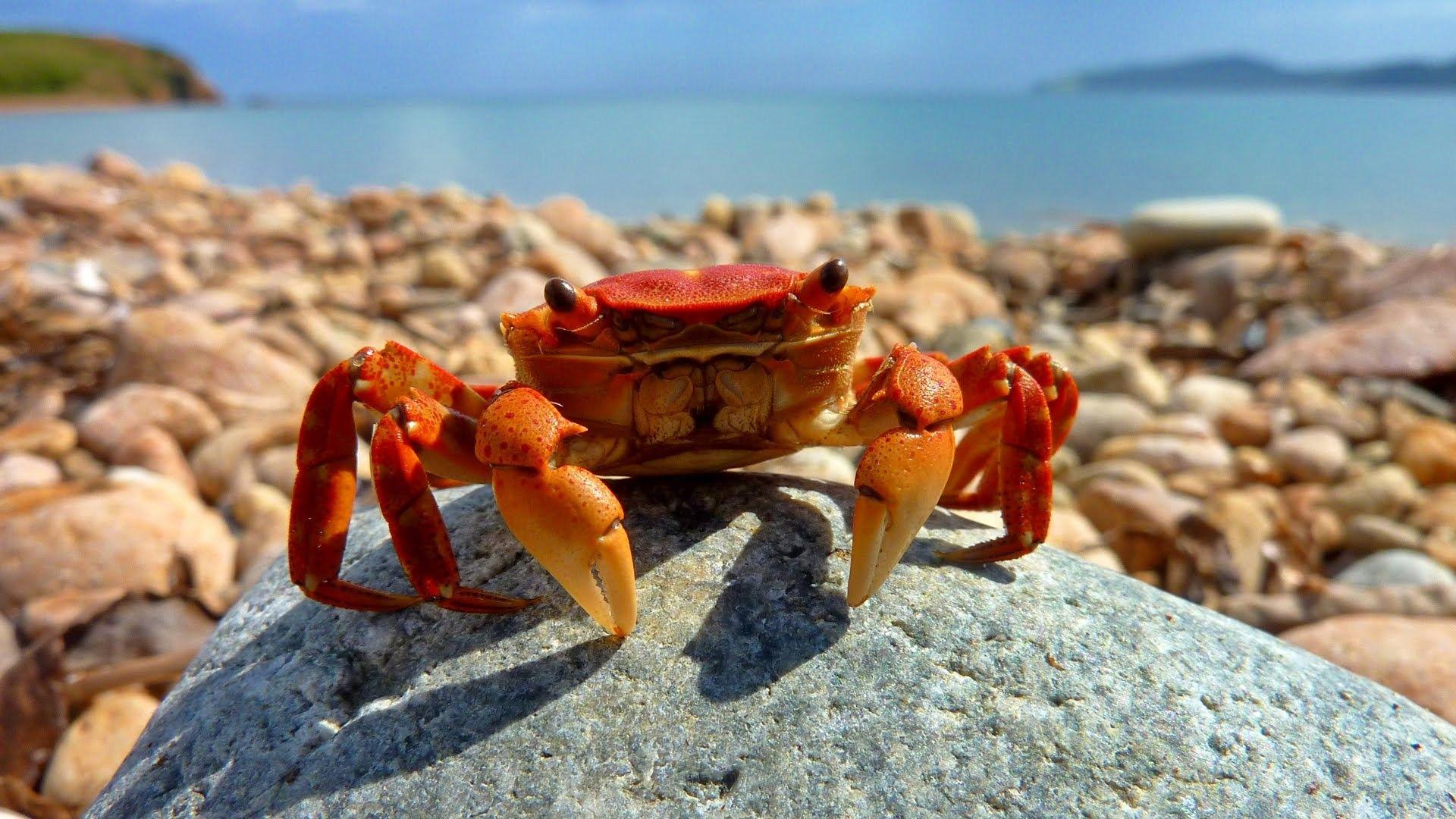 HD crab wallpaper. Crab wallpaper. Wallpaper