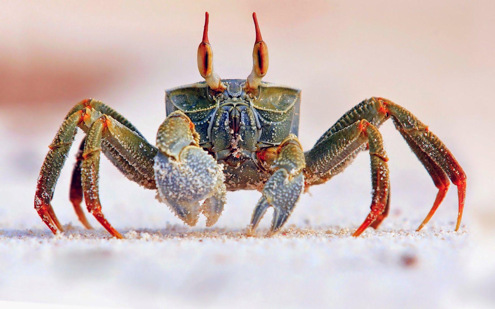 Crab wallpaper Animal wallpaper. HD Wallpaper