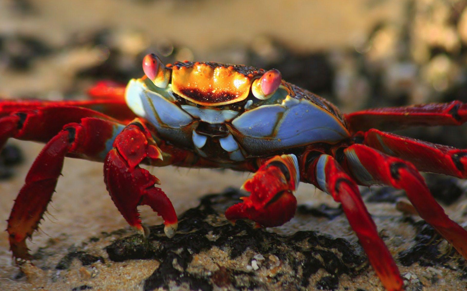 Crab HD Wallpaper