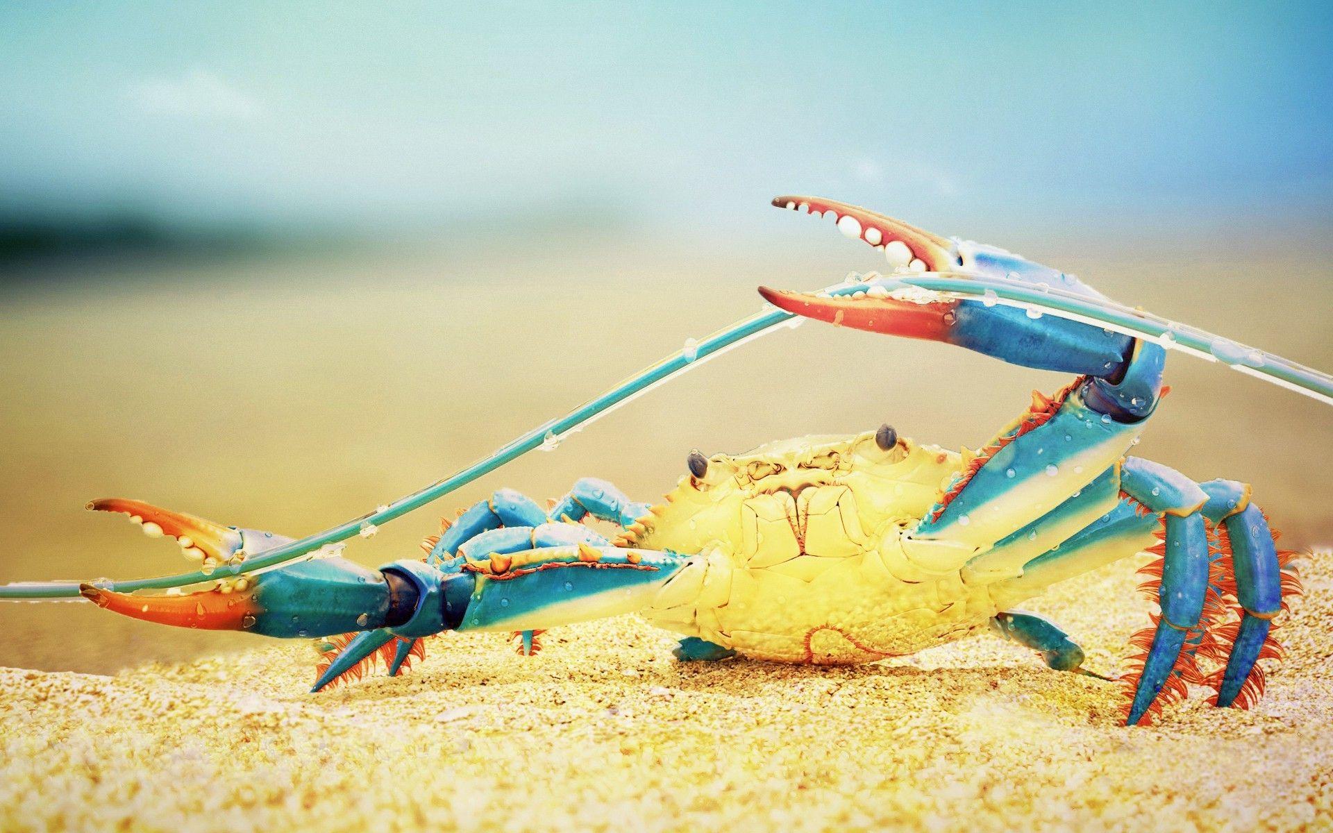 crabs, Nature, Sea Life, Colorful Wallpaper HD / Desktop