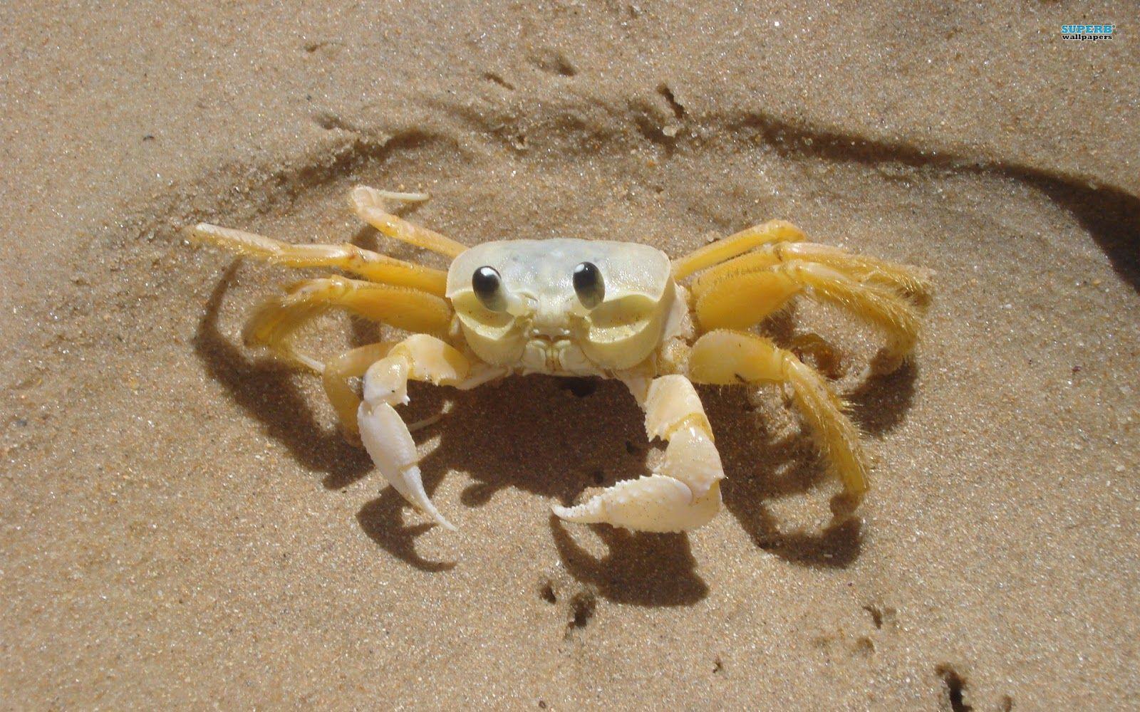 Crab HD Wallpaper Background Wallpaper. HD Wallpaper