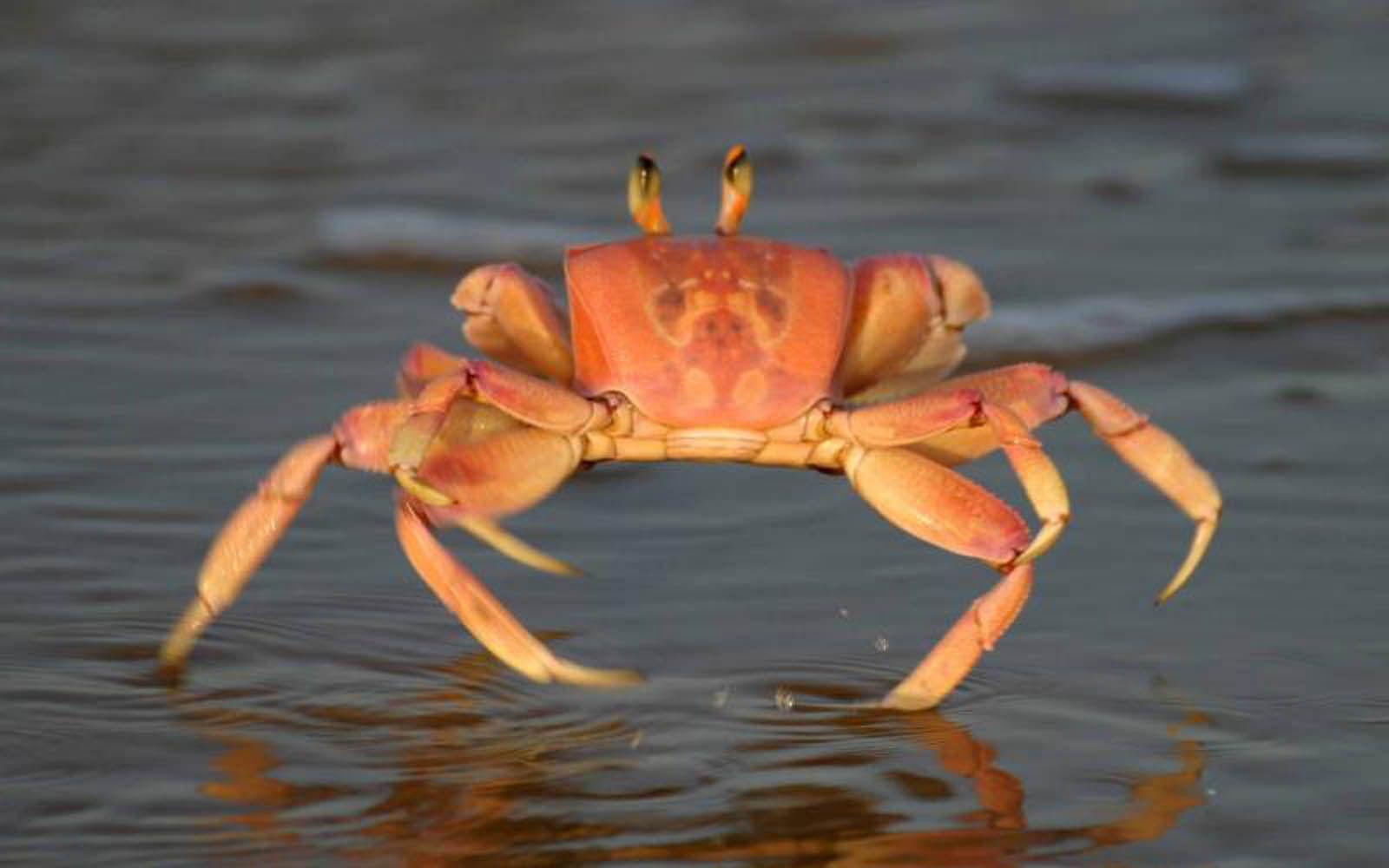 wallpaper: Crab Wallpaper