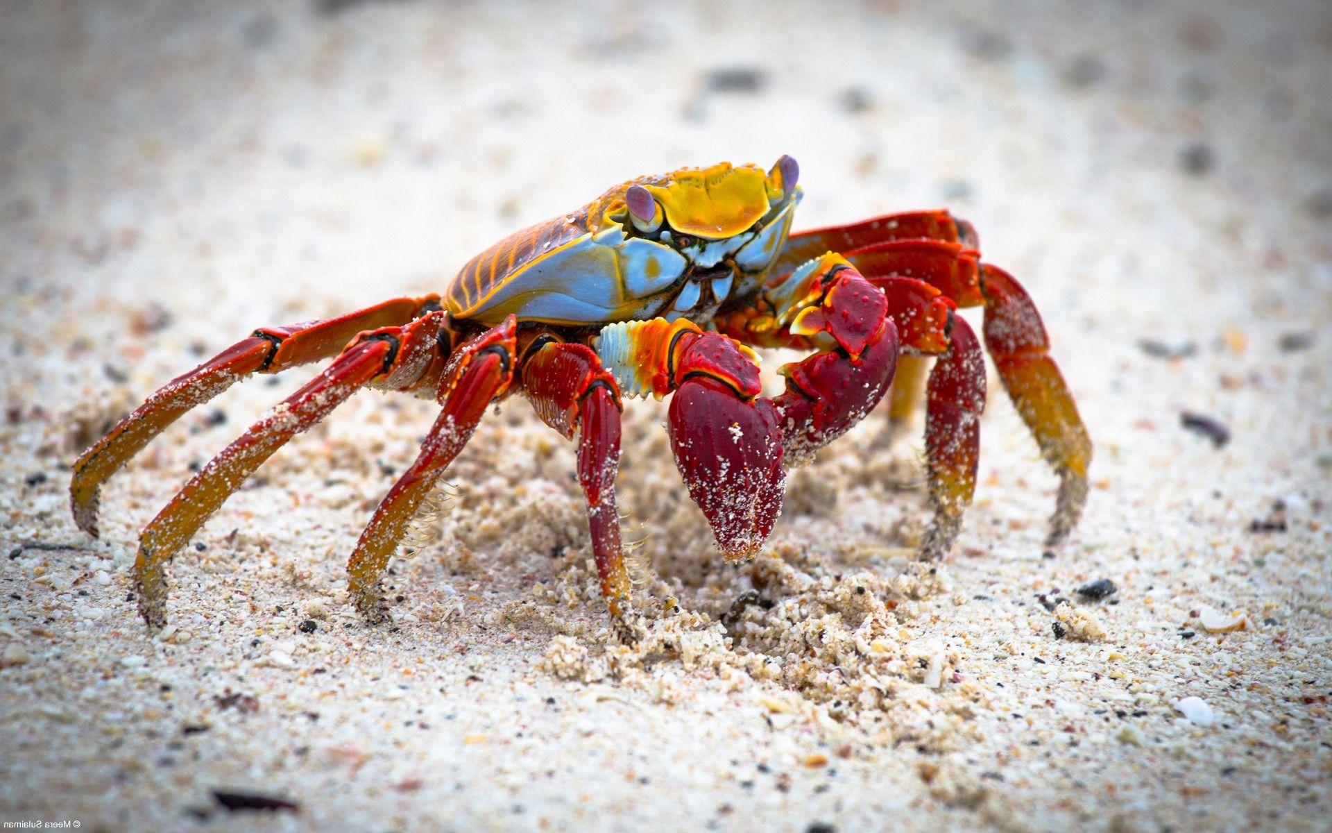 nature, Landscape, Animals, Crabs, Crustaceans Wallpaper HD