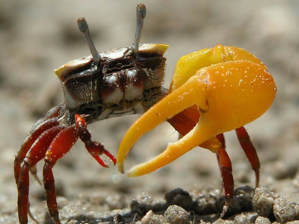 Crab HD Wallpaper