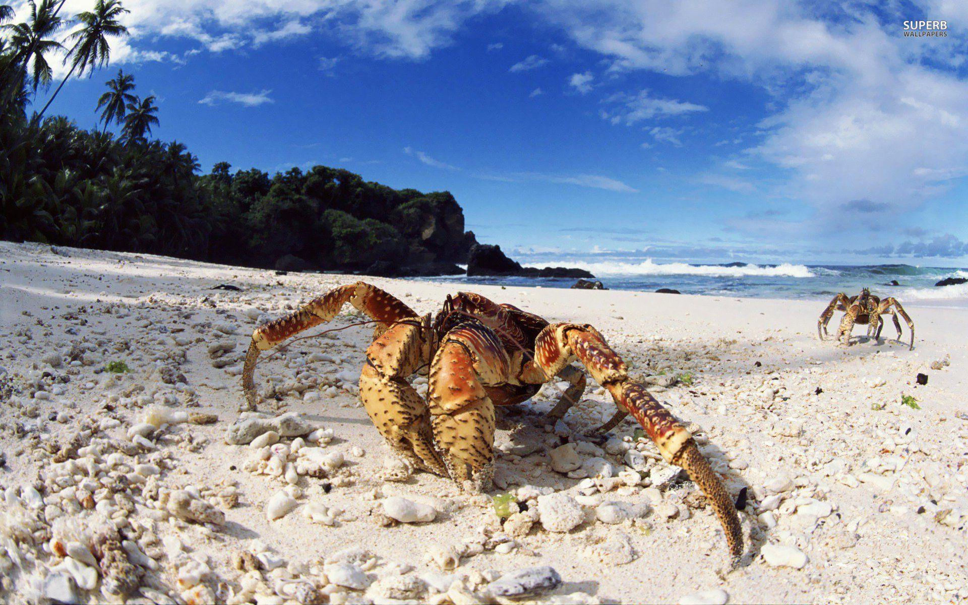 4K Crabs Wallpaper High Quality