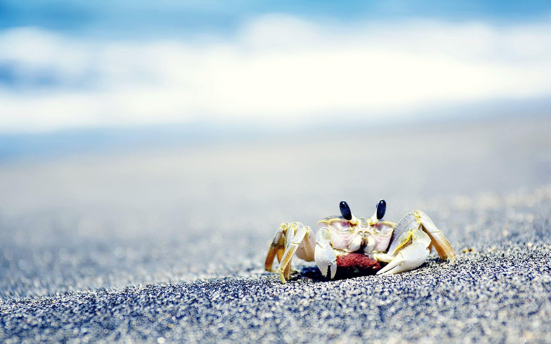 crabs, Sea, Sand, Crustaceans Wallpaper HD / Desktop and Mobile
