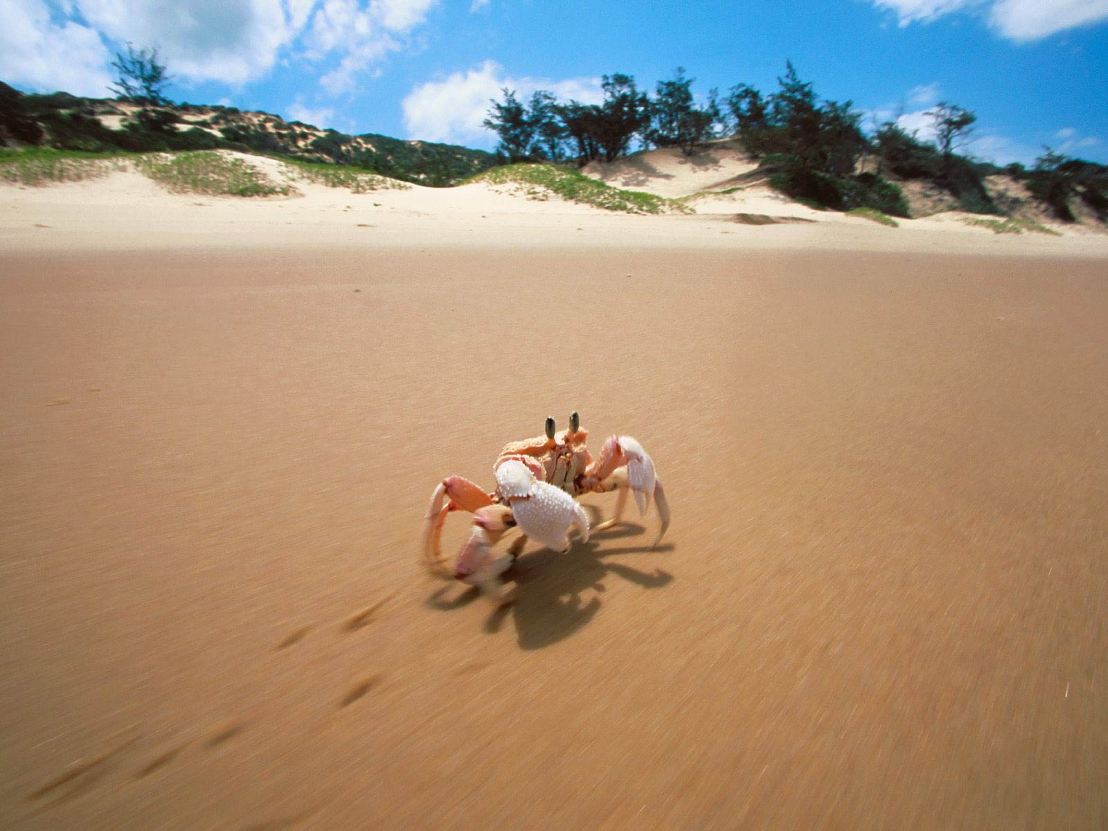 Crab Wallpaper Download Free