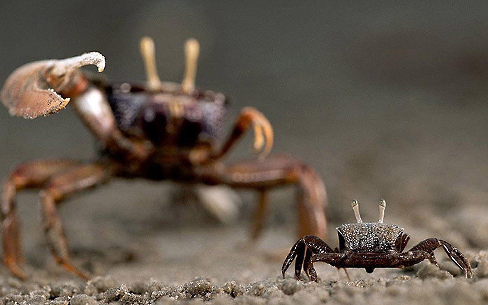 Hermit Crabs