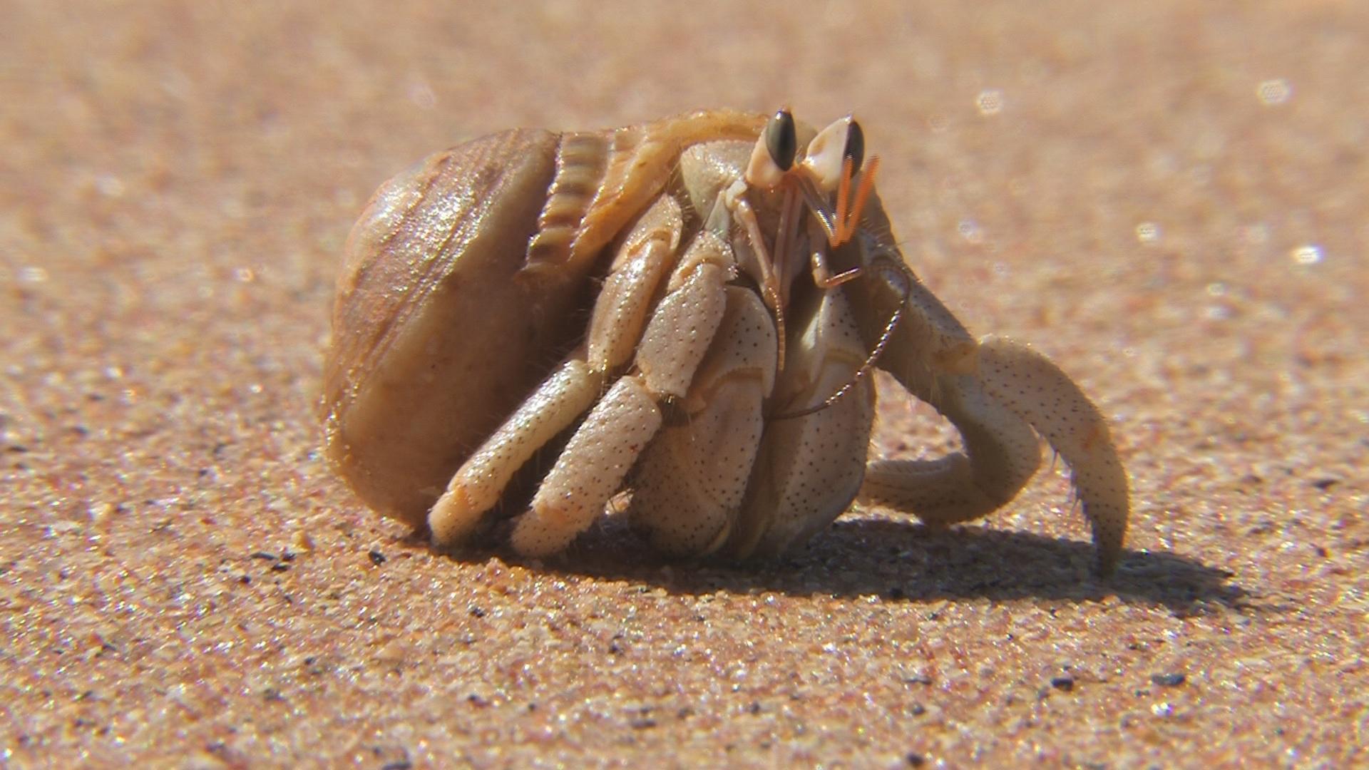 Hermit Crab Wallpaper HD Download