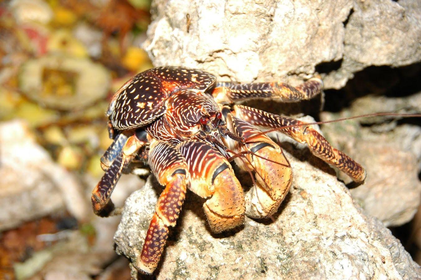 Crab Wallpaper Apps on Google Play