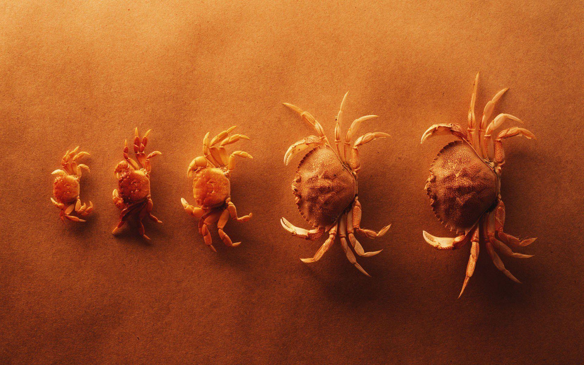 crabs yellow HD wallpaper
