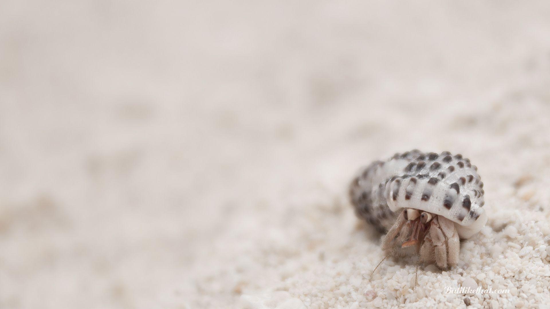 Crab Image Wallpaper (36 Wallpaper)