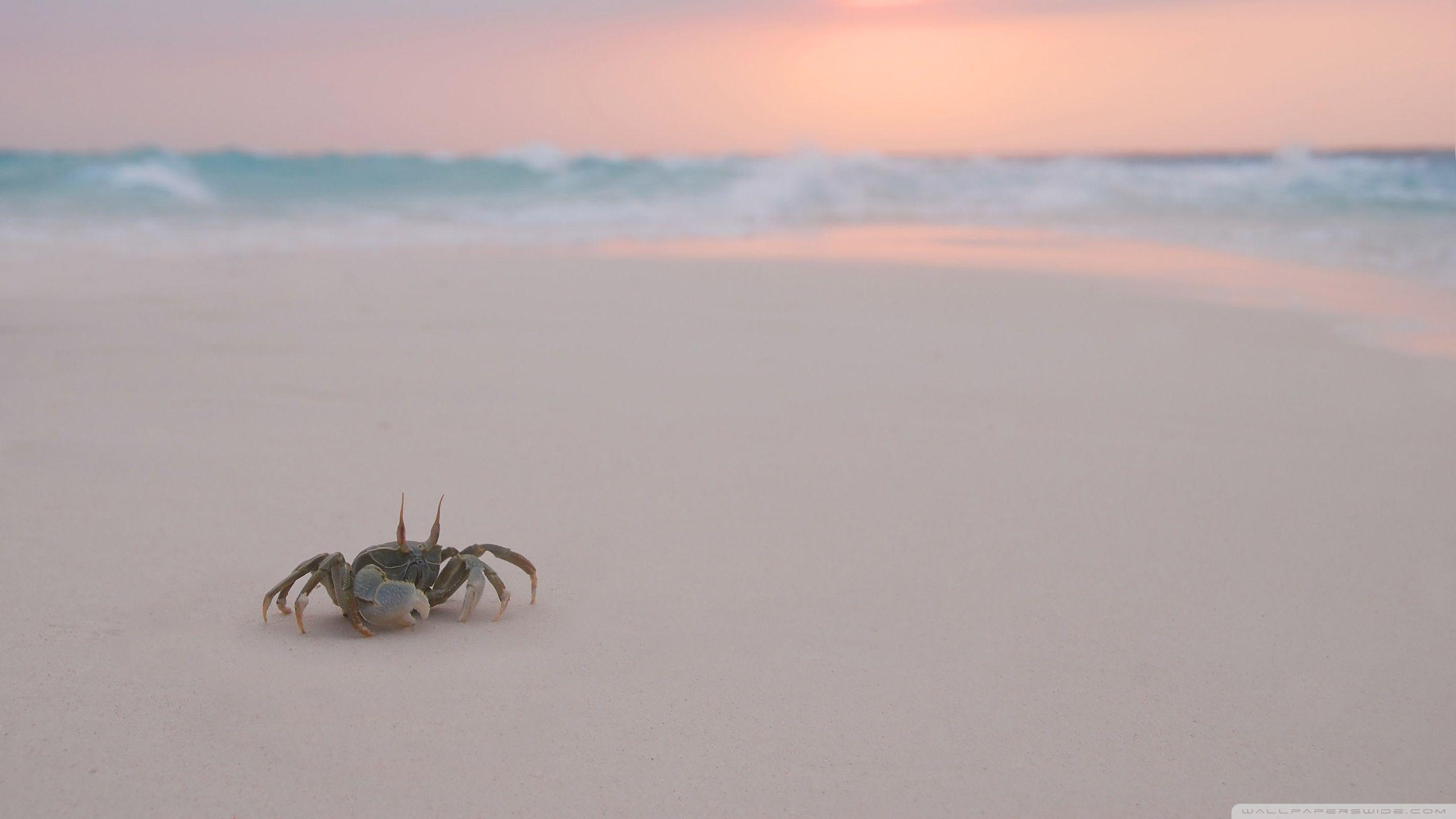 Crab Wallpaper, Picture, Image