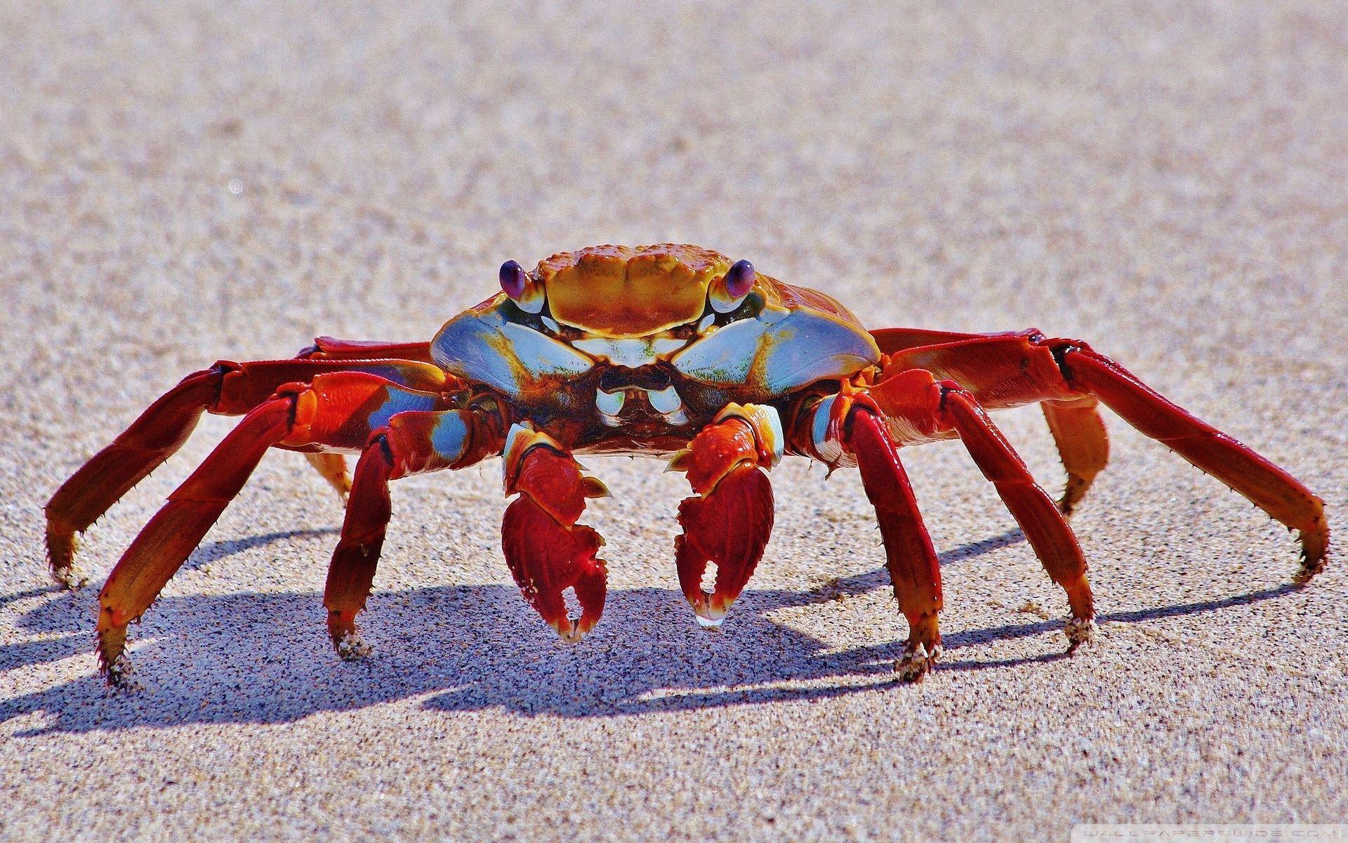 HD Crab Background