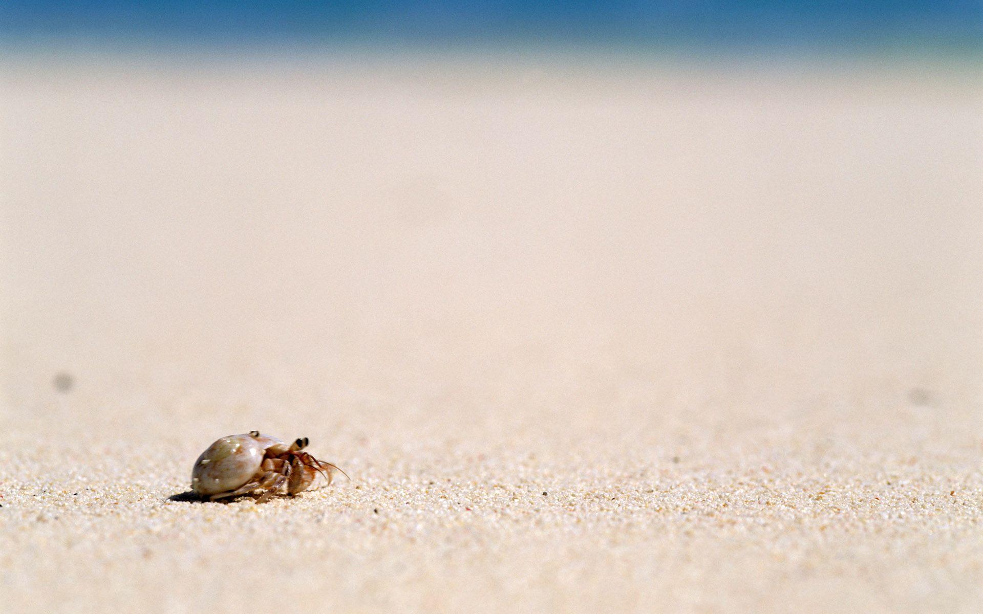 HD Crab Background