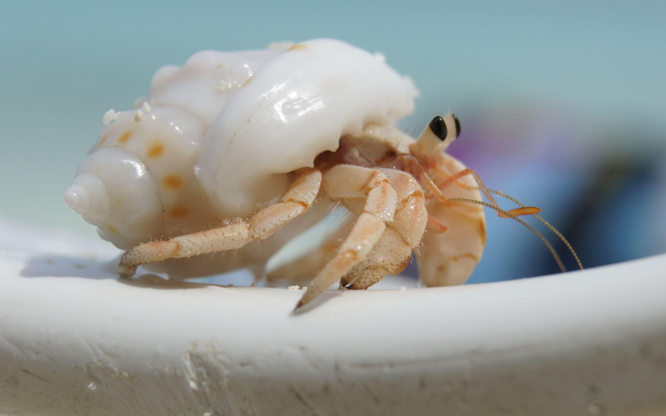 Hermit Crab HD Wallpaper