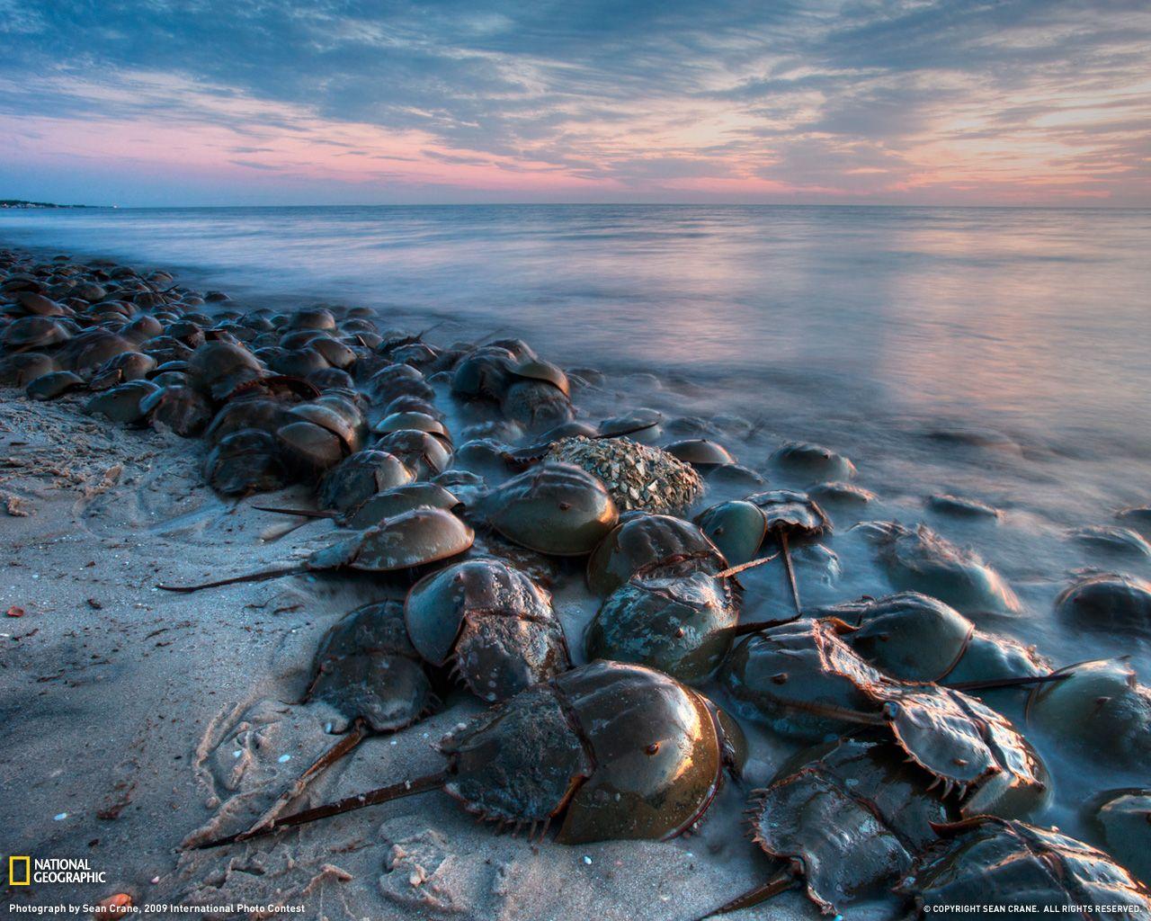 Crabs Wallpapers - Wallpaper Cave