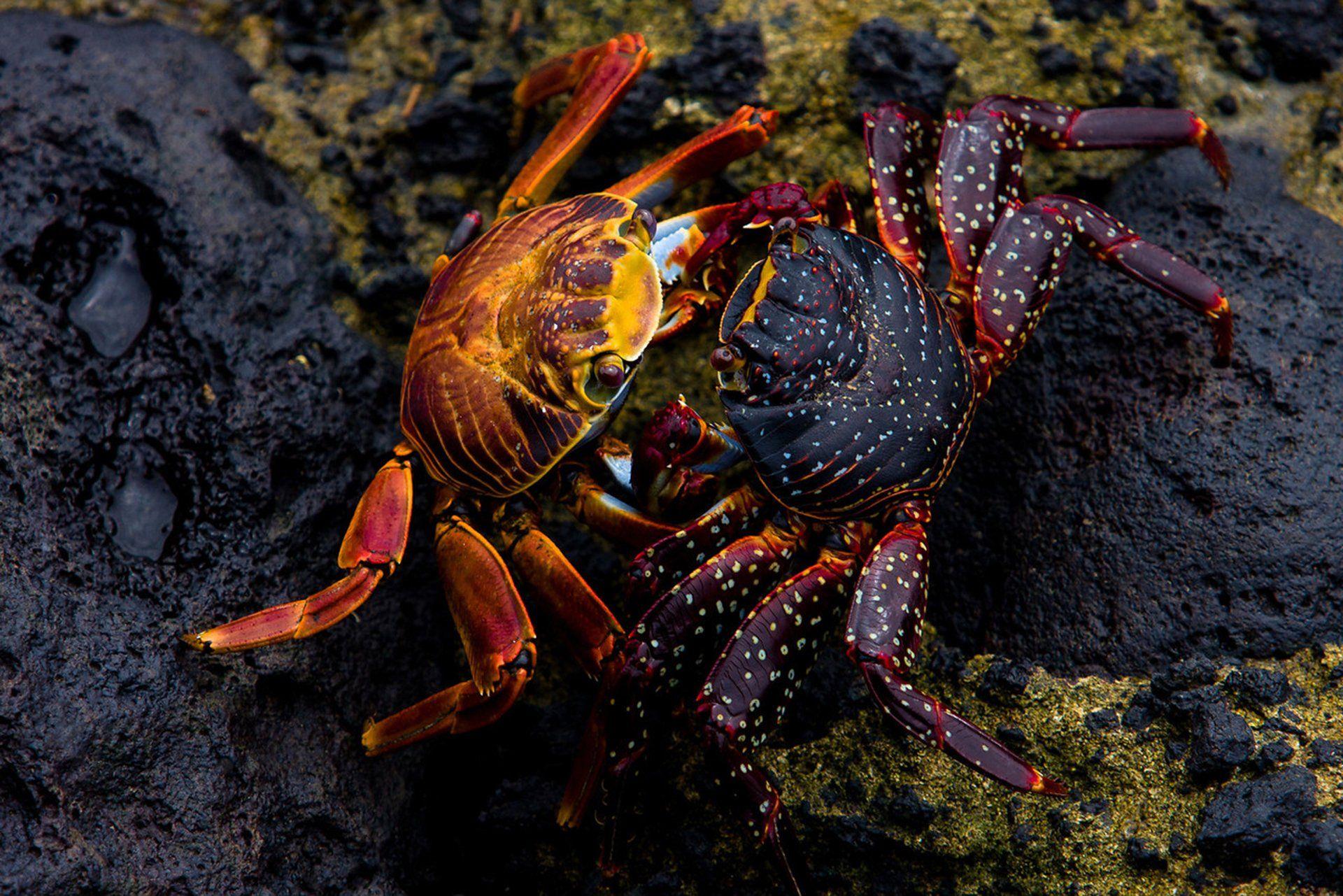 Crab HD Wallpaper