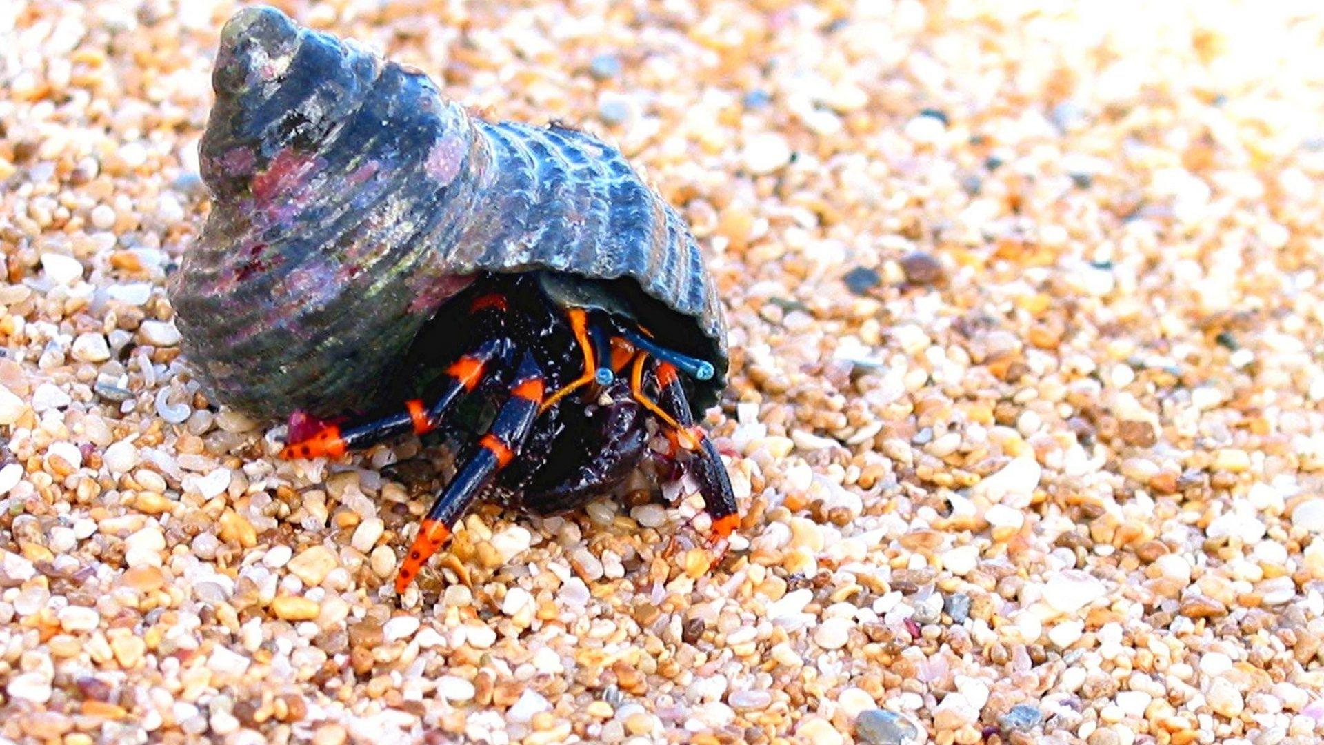 Crabs Tag wallpaper: Crabs Crustacean HD Photo Of Wild