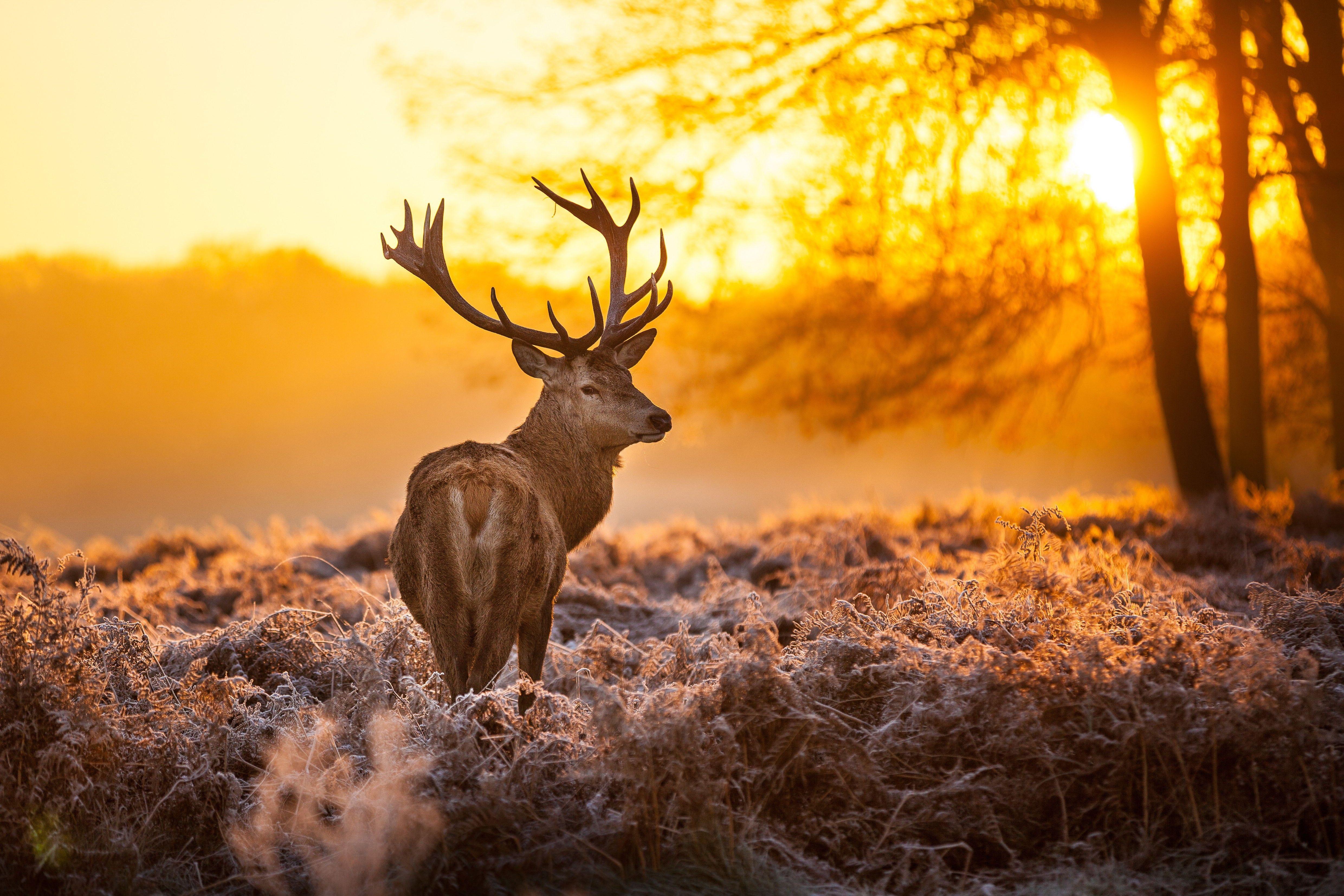 Deer 4k Ultra HD Wallpaper. Background Imagex3307